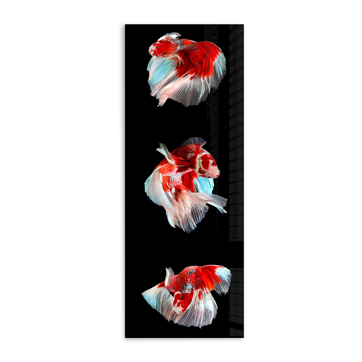 Trinity Betta Fish Tank - Panoramic View Aquarium for Home & Office Decor | Perfect for Betta Fish Lovers & Aquatic Enthusiasts