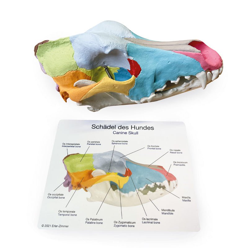 Dog Skull with Didactic Painting - Unique Gothic Home Decor & Halloween Decoration for Pet Lovers