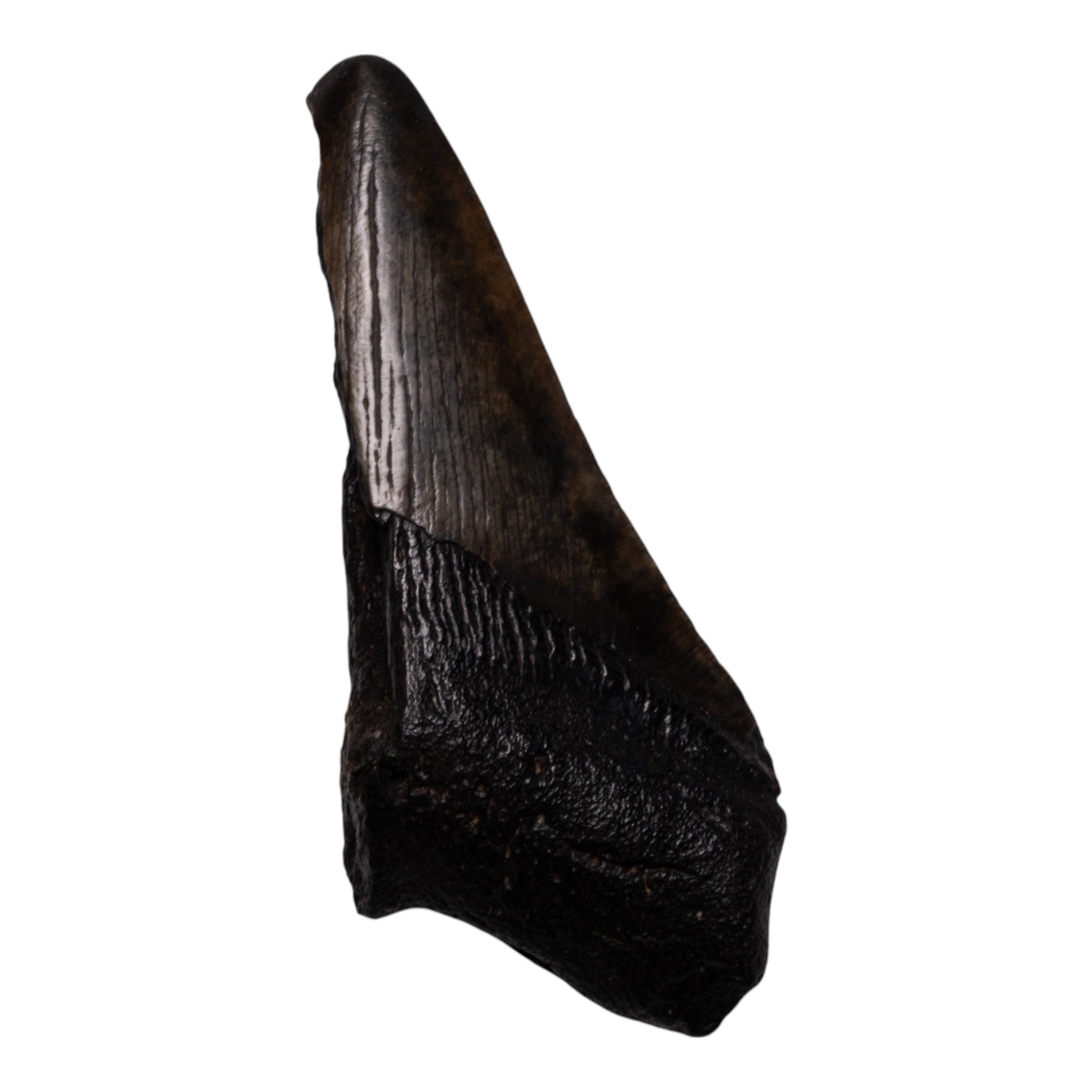 Authentic Megalodon Shark Tooth Fossil - Half Size - Perfect for Collectors, Jewelry Making & Home Decor