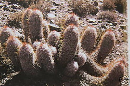 Rare Oreocereus trollii Cactus Seeds - Old Man of the Andes Columnar Cactus - 20 Seeds Pack for Desert Garden & Succulent Collection