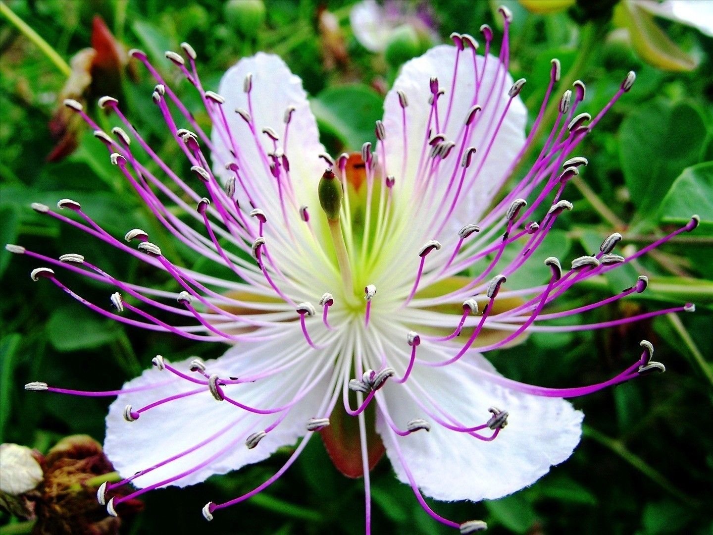 Organic Capparis Spinosa (Caper Bush) Seeds - 20 Count, Non-GMO, USA Grown - Perfect for Home Gardening, Cooking, and Mediterranean Cuisine