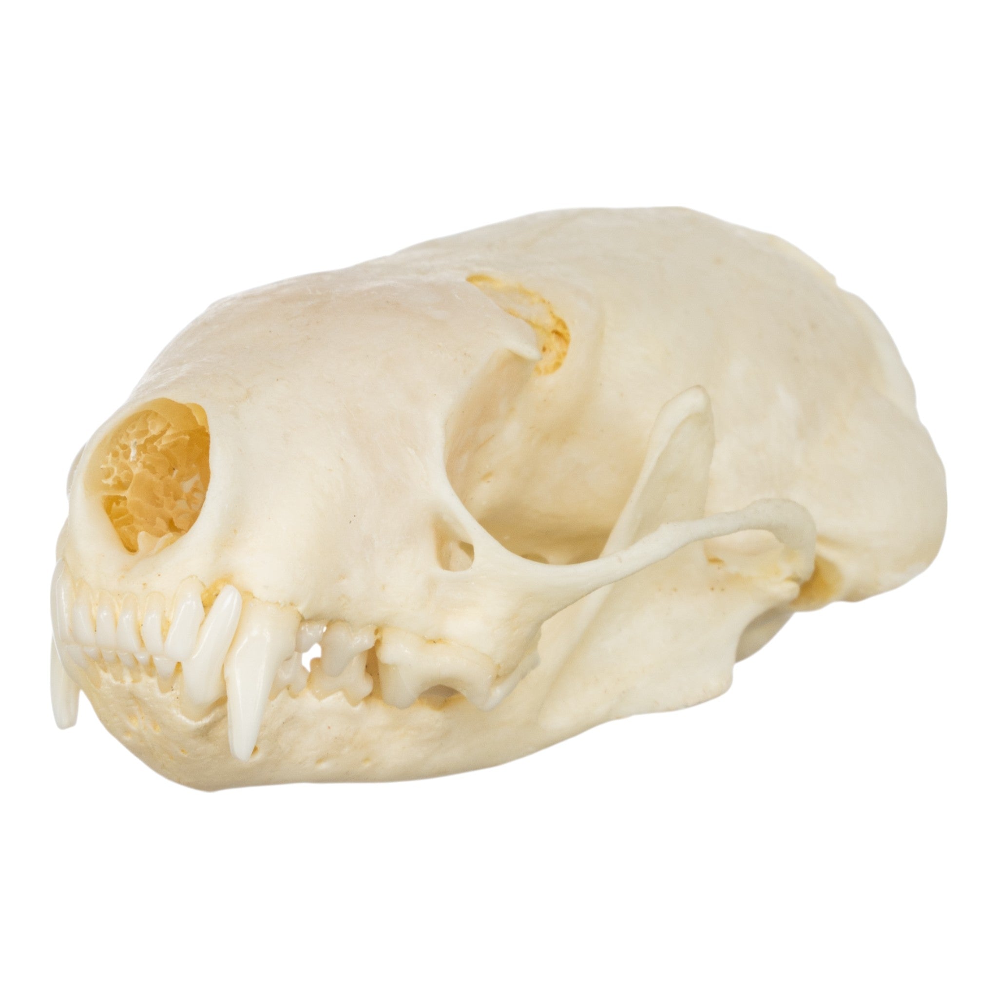Authentic Western Spotted Skunk Skull - Taxidermy Specimen for Science Education, Oddity Collectors & Gothic Home Decor
