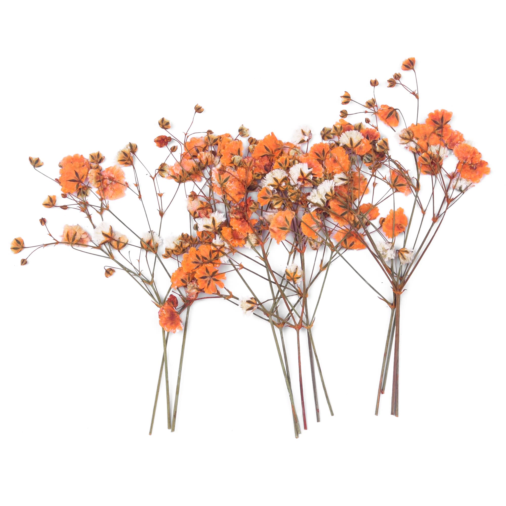 36PCS Orange Dried Pressed Baby's Breath Flowers - Natural Real Pressed Floral for Resin Art, Scrapbooking, DIY Candles, Jewelry Making & Crafts - Perfect for Wedding Decor, Home Decoration and Gift Wrapping