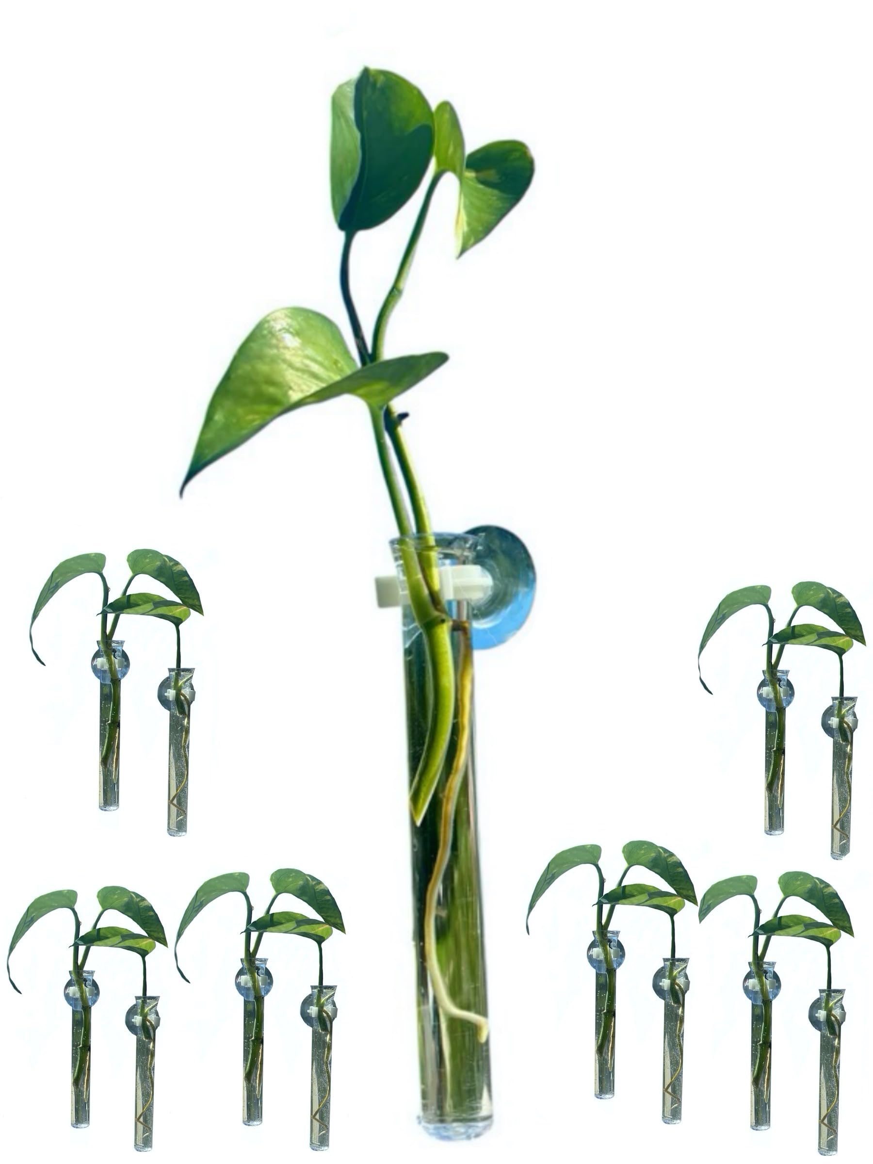 12 Pack Clear Plastic Propagation Vases with Suction Cups - Hydroponic Plant Grower for Herbs, Flowers & Succulents - Perfect for Window Decor, Kitchen Gardening & DIY Home Projects