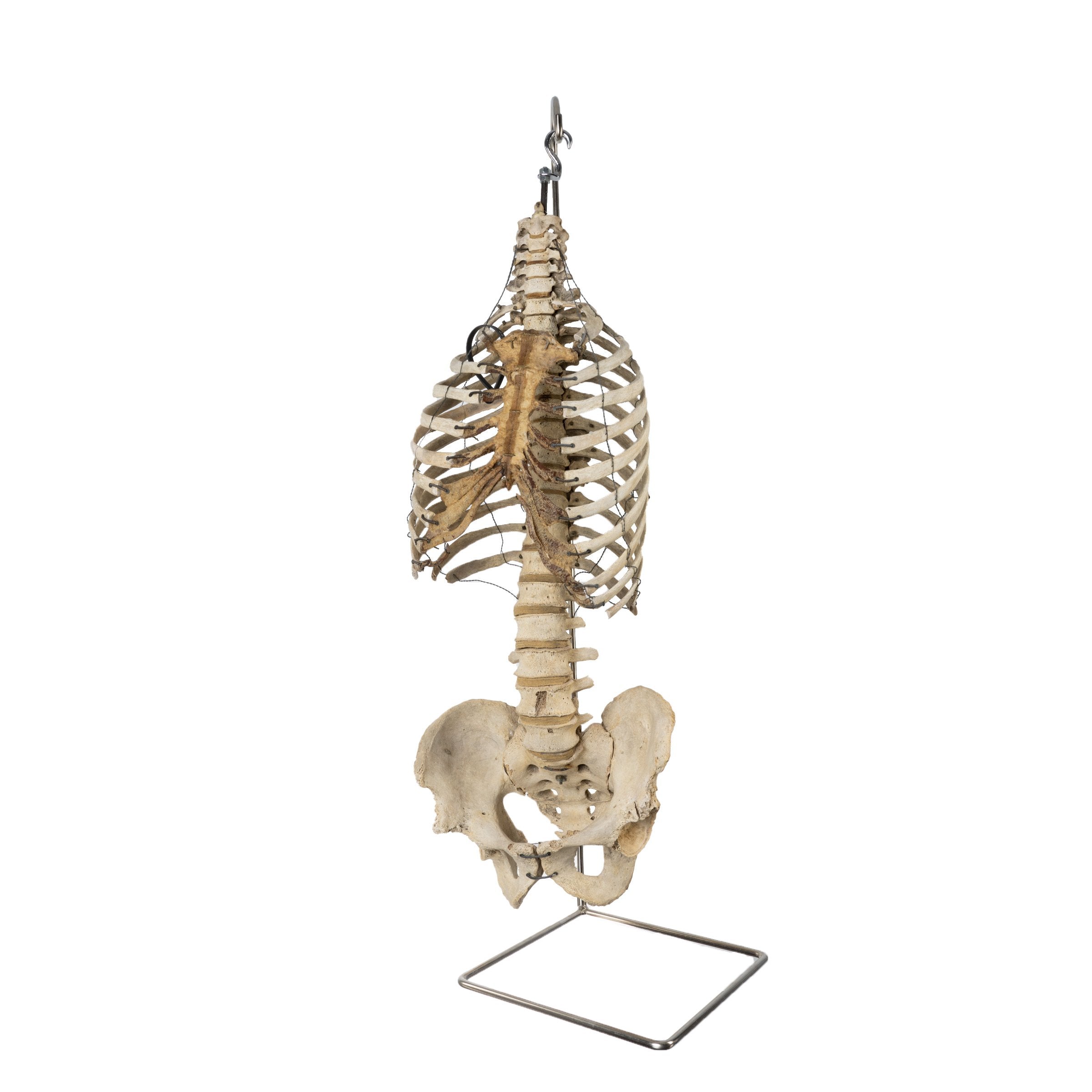 Real Human Torso and Pelvis Model with Stand - Anatomical Study Tool for Medical Students & Doctors - Perfect for Classroom, Lab & Medical Training
