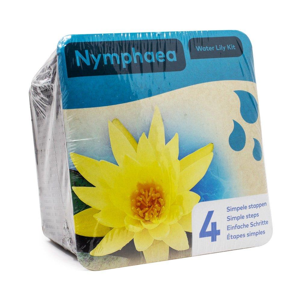Nymphaea Chromatella Yellow Water Lily Pond Plant Kit - Perfect for Garden Ponds, Water Features & Aquatic Landscaping