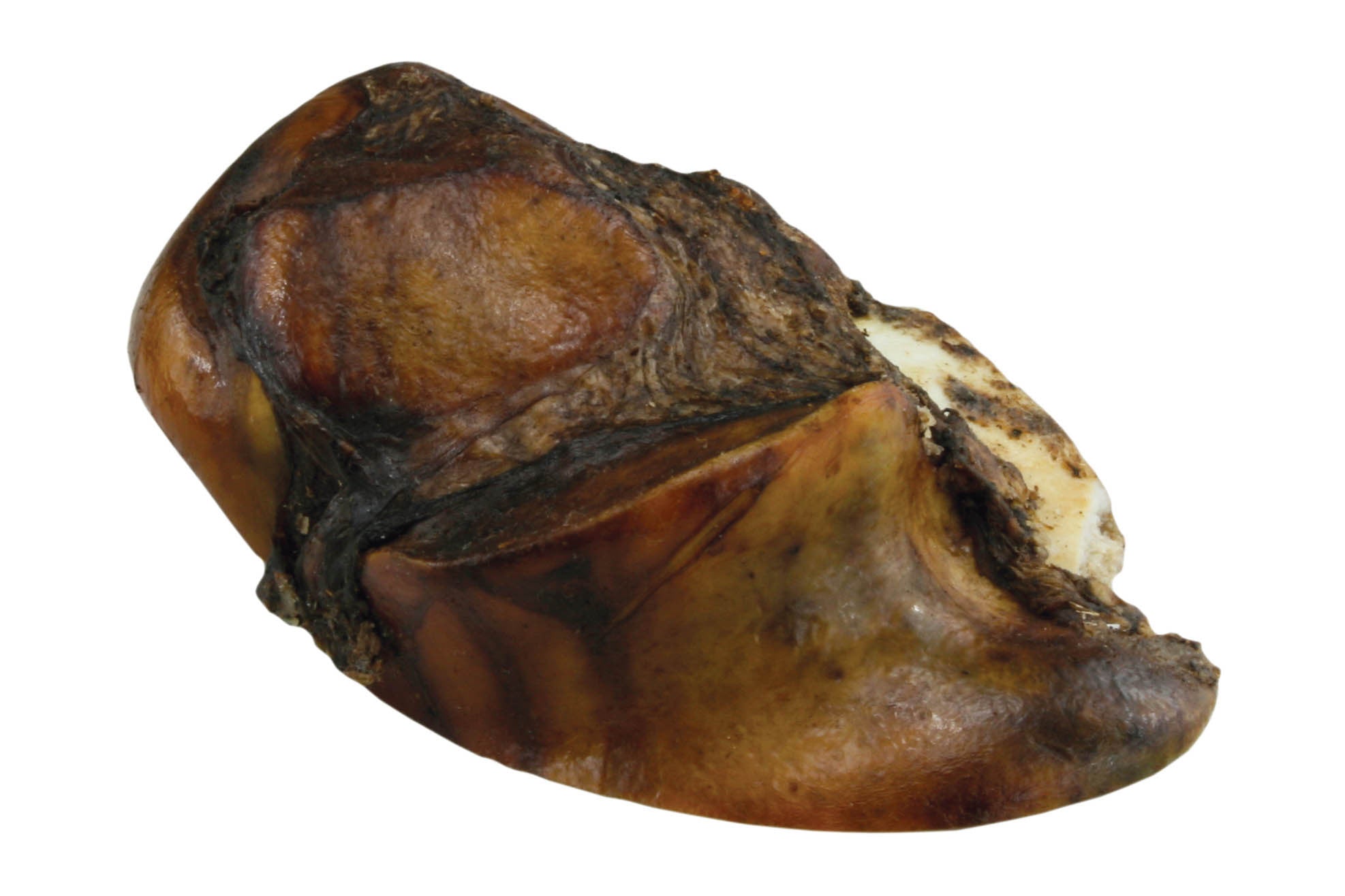 Premium Hickory Smoked Pork Knuckle - Gourmet BBQ Meat for Grilling, Smoking & Charcuterie Boards | Perfect for Outdoor Cooking, Parties & Family Gatherings