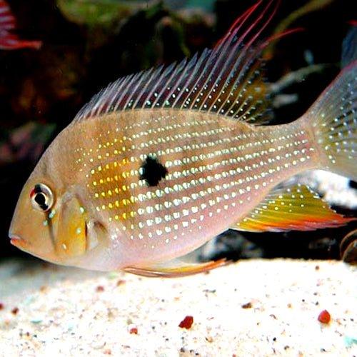Threadfin Acara (Acarochthys Heckelii) - Live Tropical Fish for Aquarium - Perfect for Community Tanks & Aquatic Displays