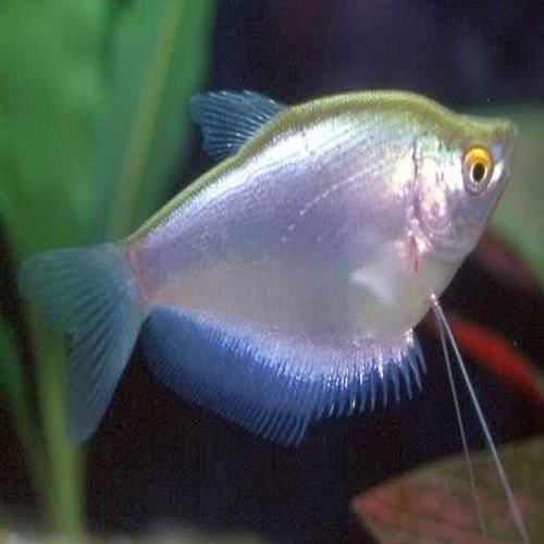 Moonlight Gourami (Trichopodus microlepis) - Peaceful Tropical Fish for Aquariums | Perfect for Community Tanks & Planted Aquascapes