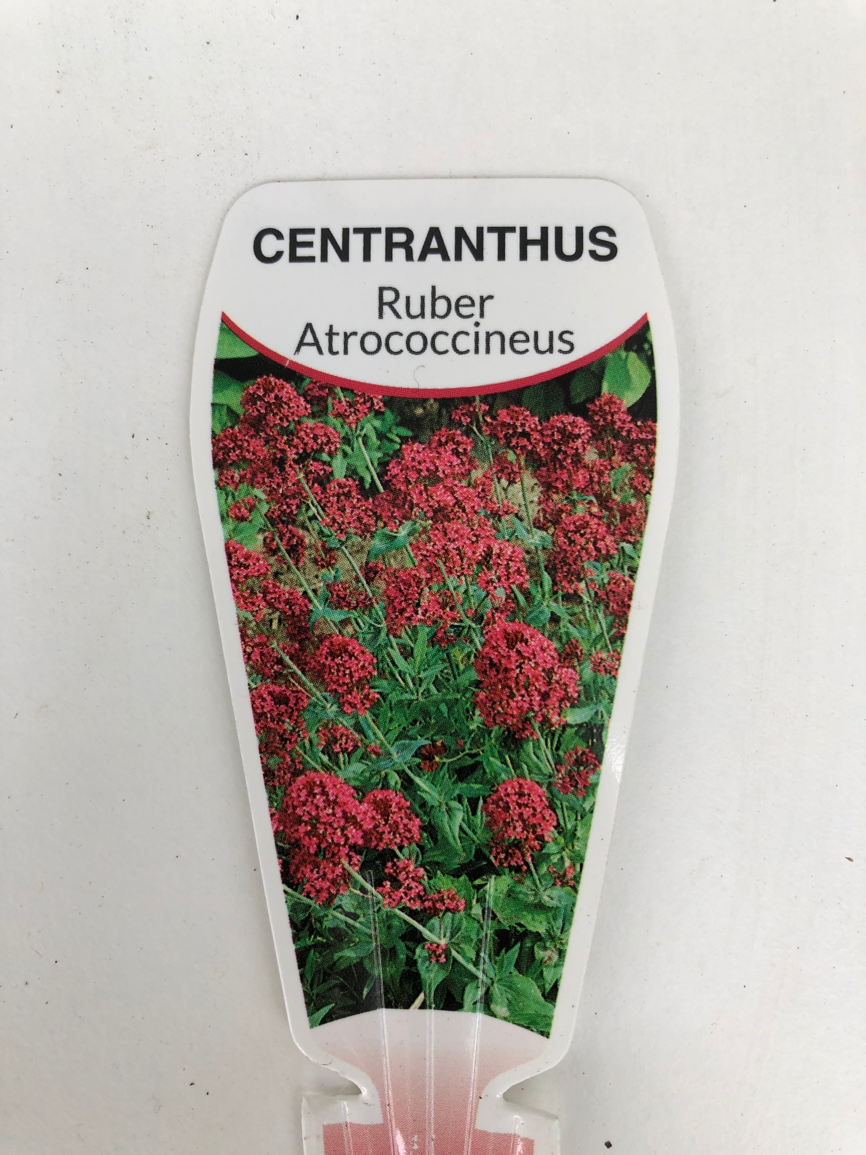 Centranthus 'Rubra Atrococcineus' Red Valerian Perennial Flower Seeds - Drought Tolerant Garden Plants for Borders, Rock Gardens & Butterfly Gardens