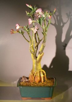 Flowering Desert Rose Bonsai Tree (Adenium Obesum) - Exotic Indoor Plant for Home & Office Decor | Perfect Gift for Plant Lovers
