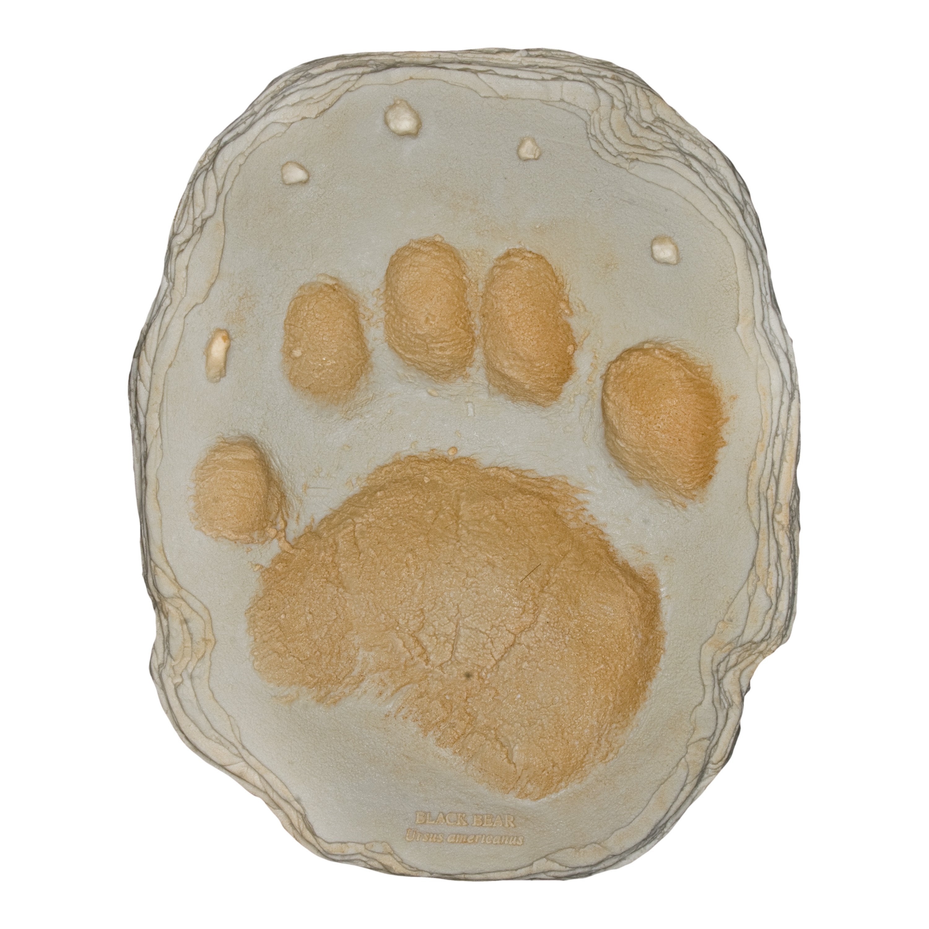 Authentic Replica American Black Bear Footprint - Realistic Wildlife Track for Hunting, Tracking & Outdoor Education - Perfect for Nature Enthusiasts & Survival Training