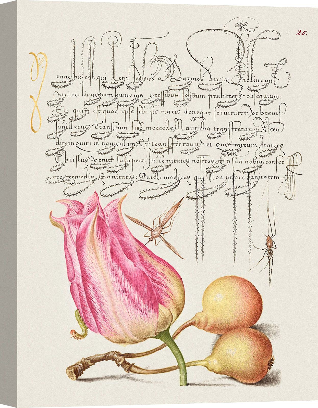 ART PRINT CAFE' – Floral Botanical Canvas Print, Bocskay Hoefnagel, From the Model Book of Calligraphy VII – 90 x 120 cm – Perfect for Home Decor, Office Wall Art & Gift Ideas
