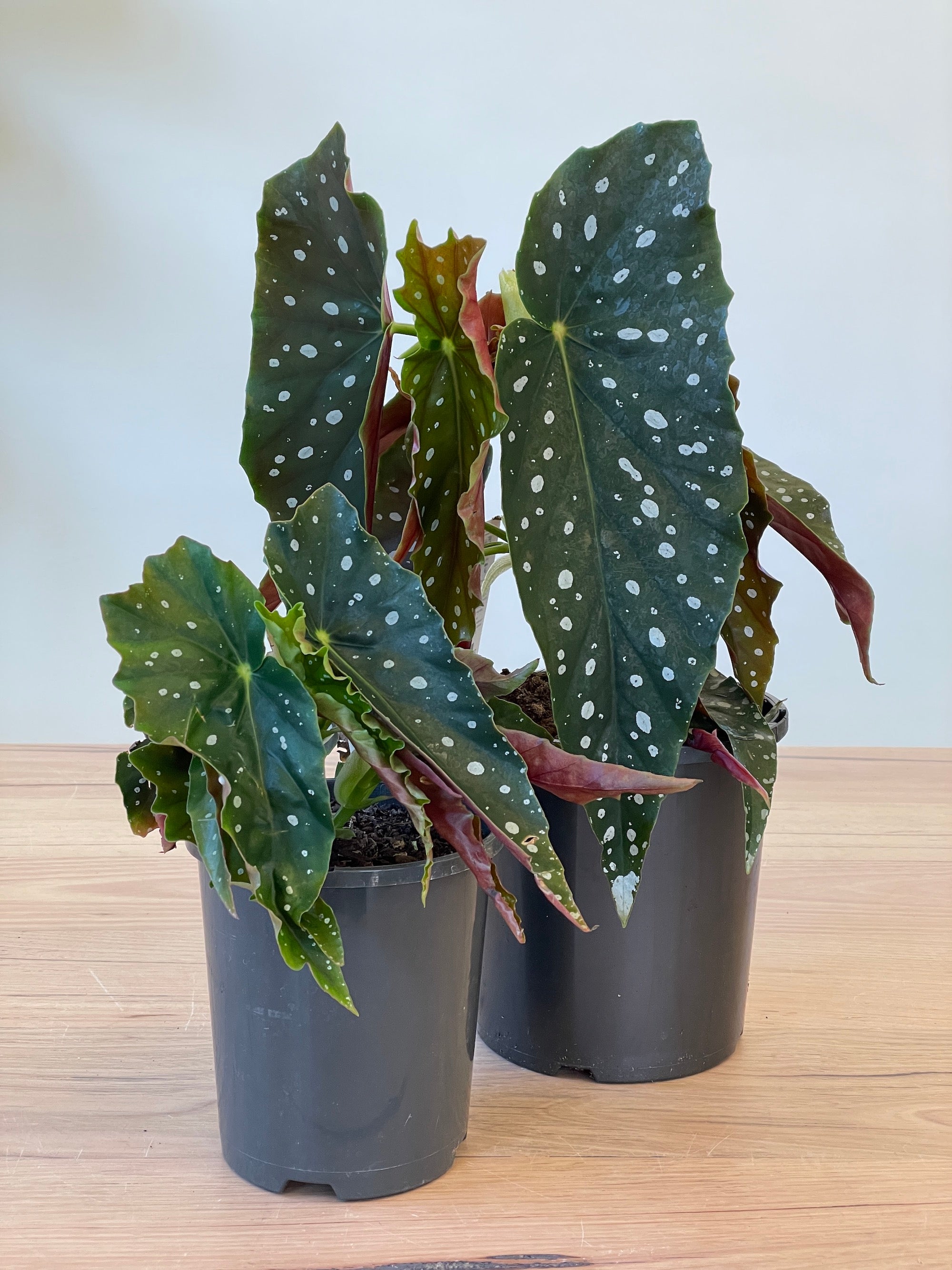 Begonia Maculata (Polka Dot Begonia) - Rare Tropical Houseplant for Indoor Decor, Office, and Living Room