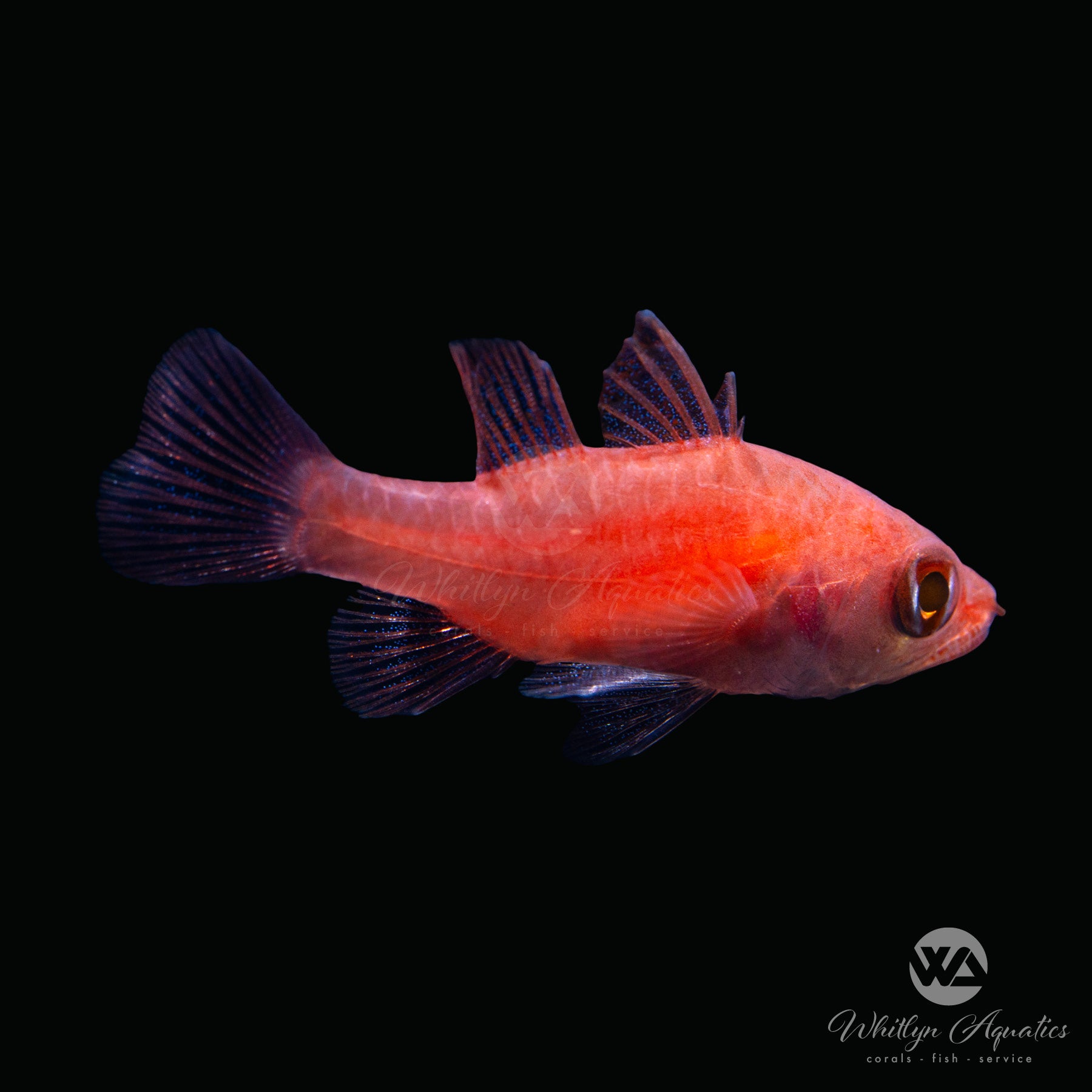 Flame Cardinalfish (Apogon spp.) - Vibrant Saltwater Aquarium Fish for Reef Tanks & Marine Displays