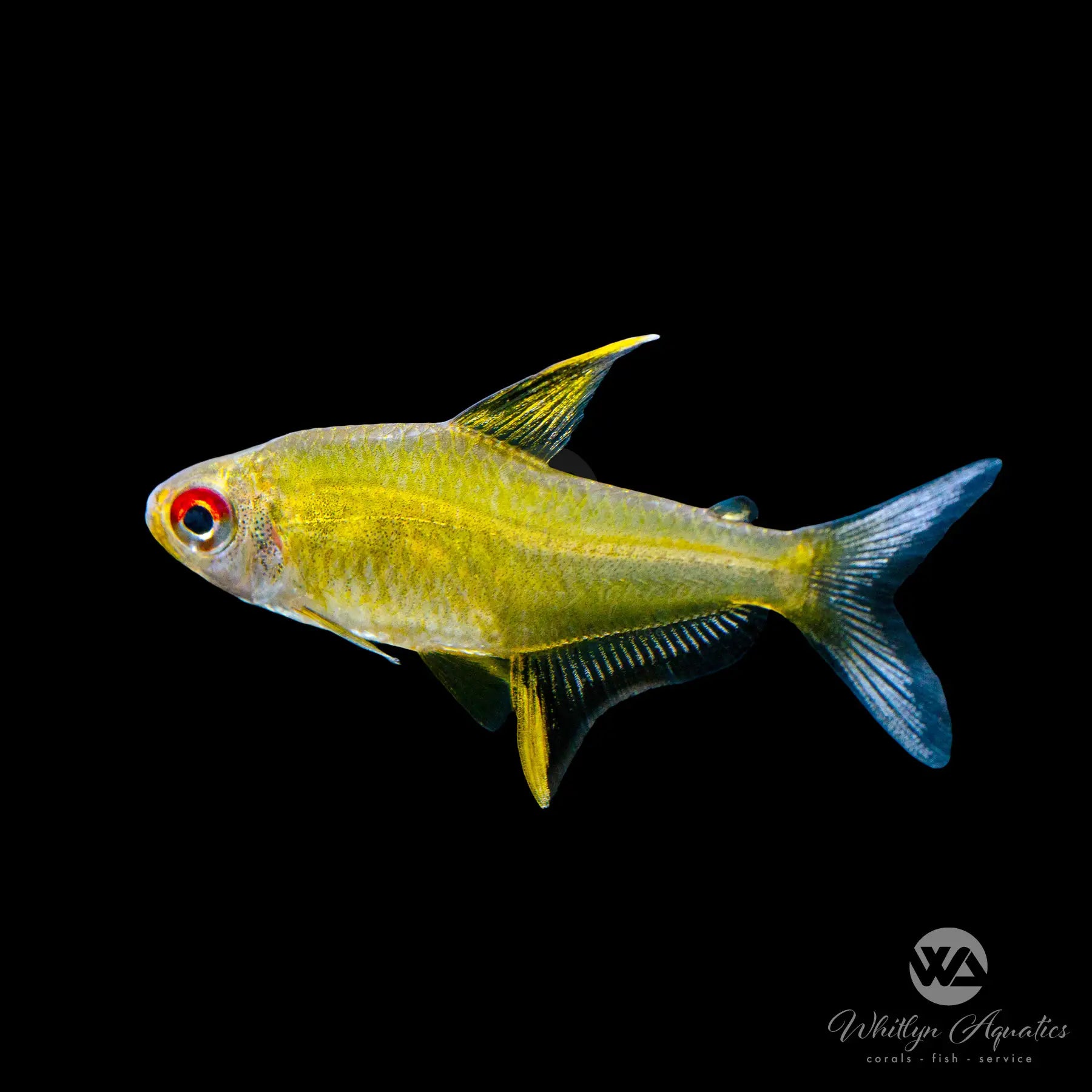 Lemon Tetra Fish (Hyphessobrycon pulchripinnis) - Live Tropical Aquarium Fish for Freshwater Tanks, Community Aquariums & Fish Tanks - Perfect for Beginners & Aquascaping Enthusiasts