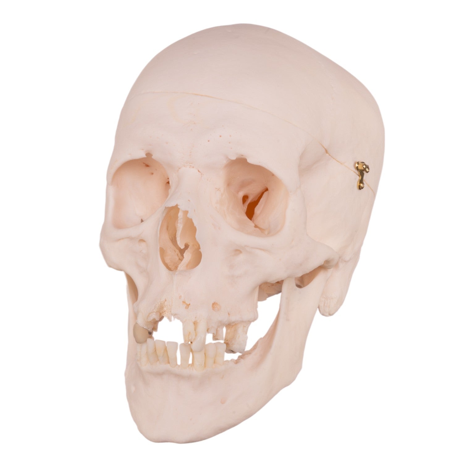 Authentic Human Skull Model for Medical Research & Education - Perfect for Anatomy Studies, Classroom Demonstrations & Halloween Decor