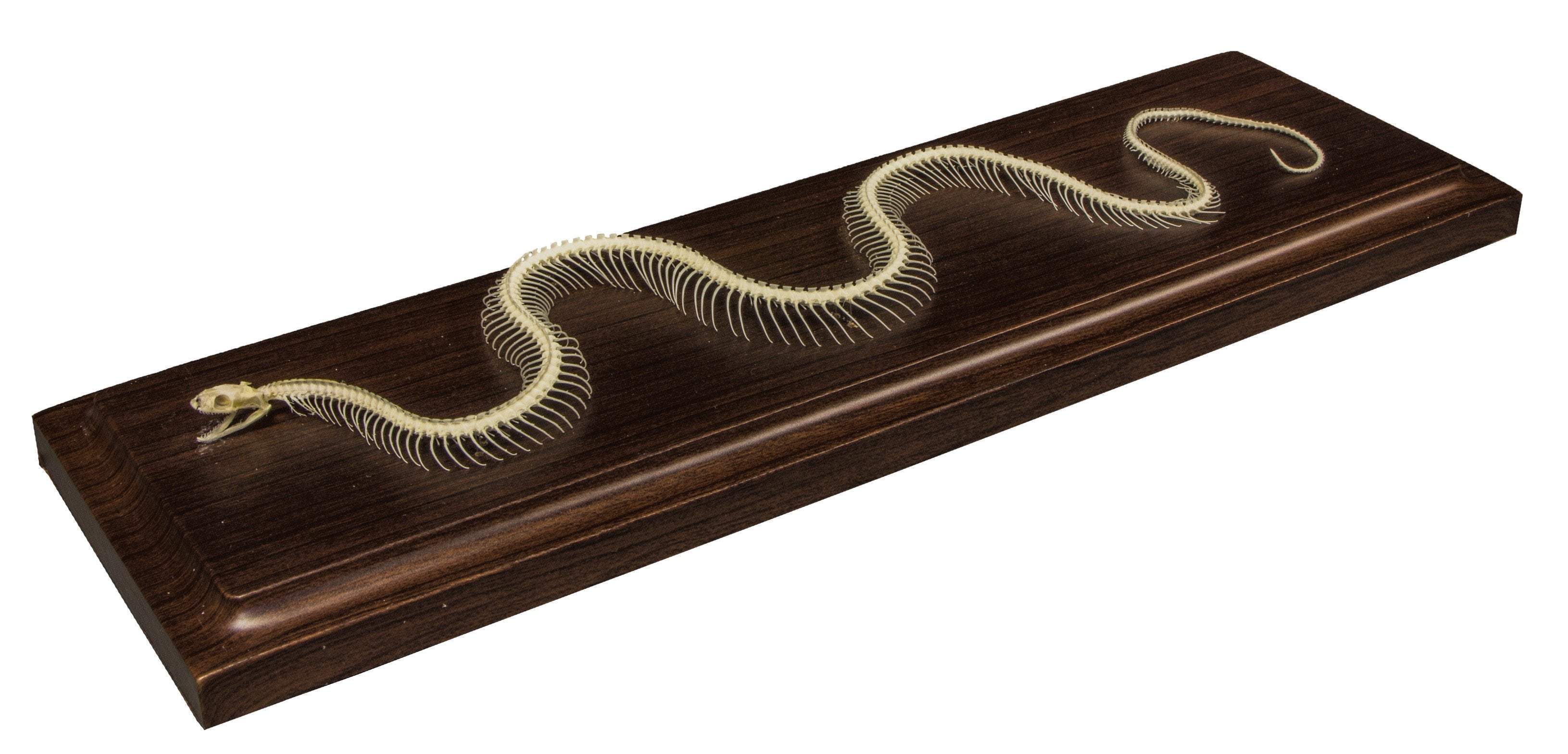 Non-Venomous Snake Skeleton Specimen - Authentic Reptile Display for Science Education & Home Decor | Perfect for Biology Classrooms, Halloween Decor, and Gothic Collections