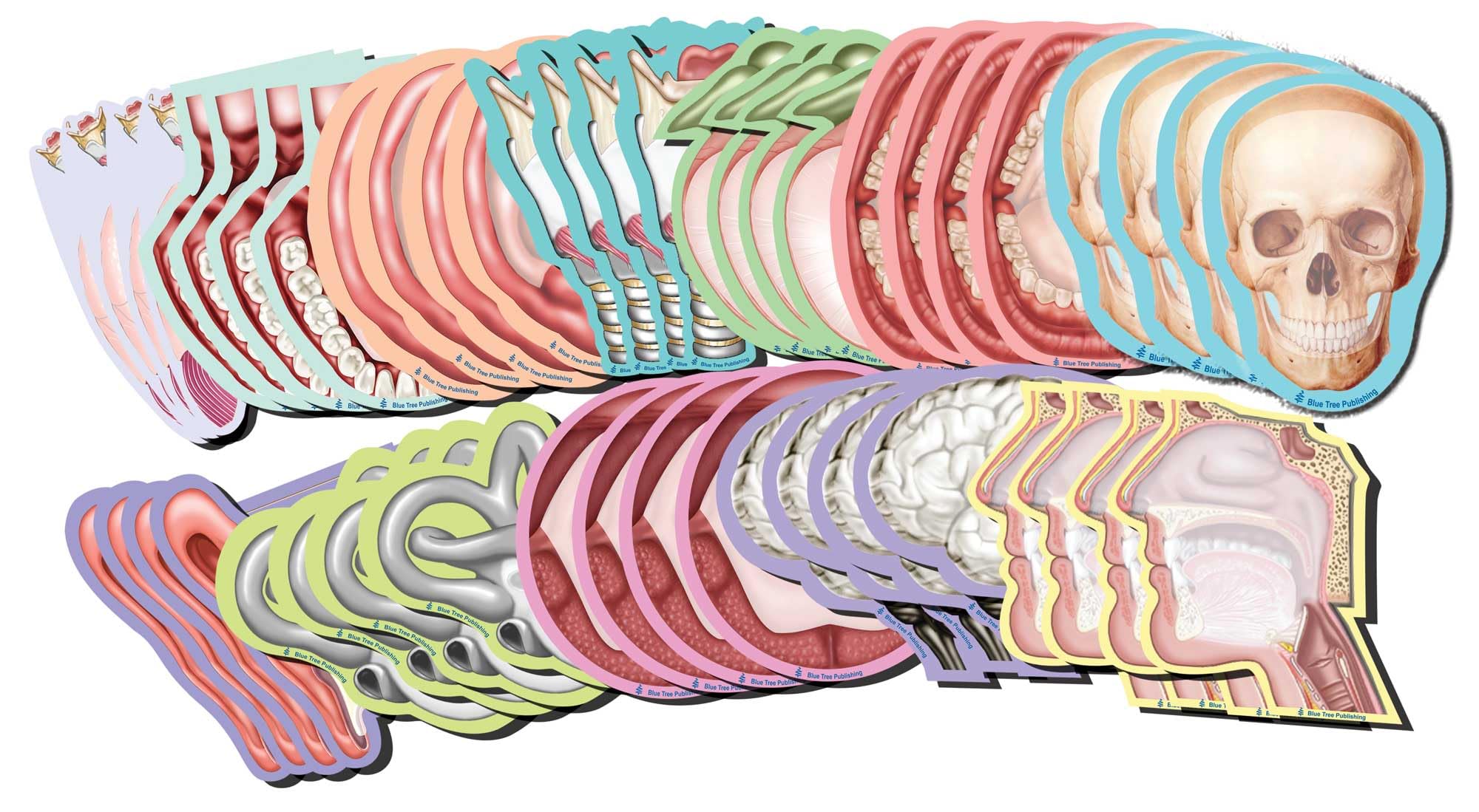 Anatomy Sticky Notes Collection 2 - 48 Pack (100 Sheets Per Pack) | Perfect for Medical Students, Nurses & Science Lovers - Study Notes, Bookmarking & Office Organization