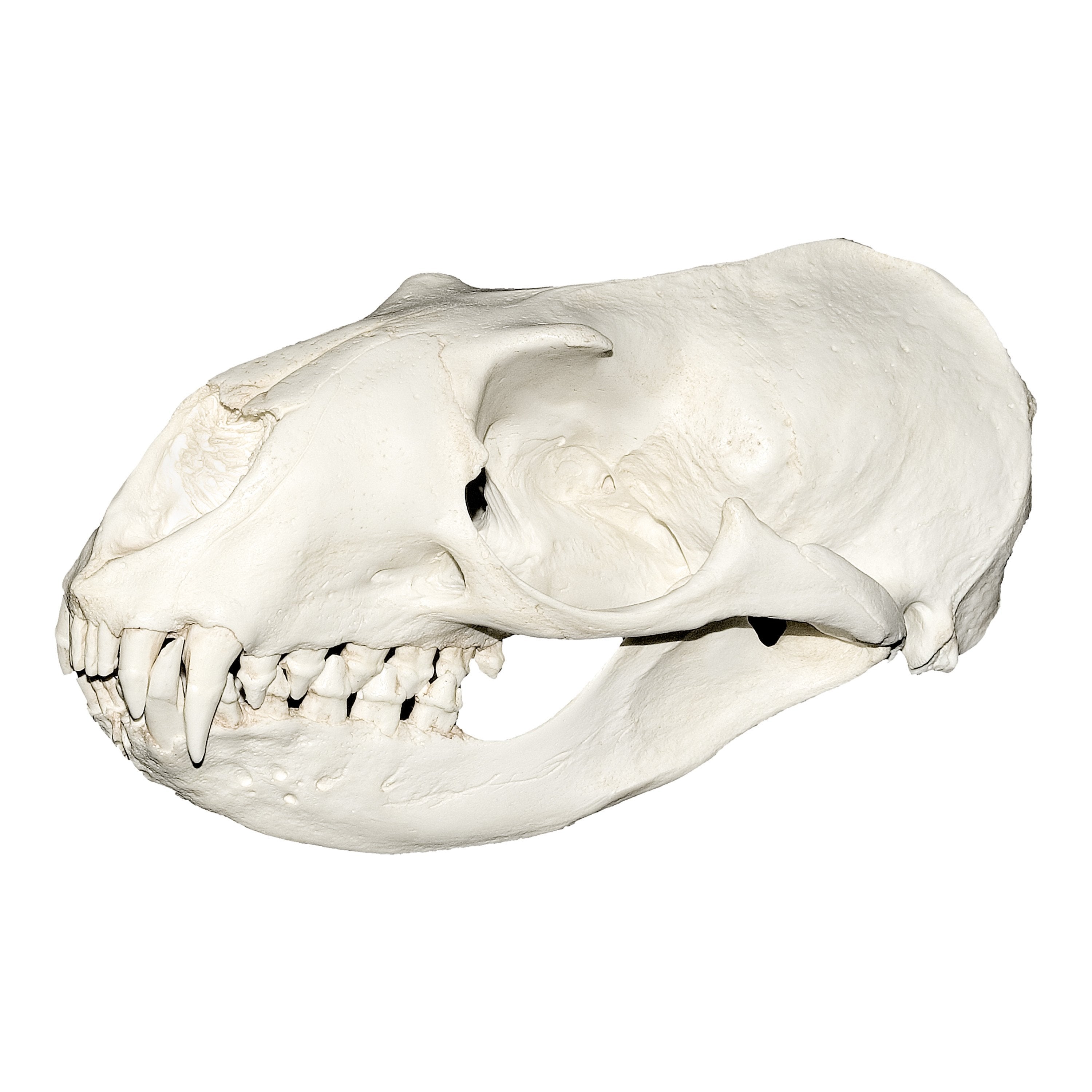 Authentic Replica Hooker's Sea Lion Skull - Lifelike Marine Mammal Specimen for Home Decor, Educational Display & Gothic Collections | Perfect for Halloween, Natural History Museums & Ocean-Themed Rooms