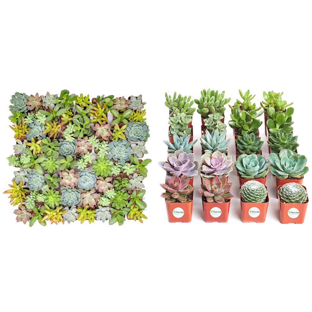 Altman Plants - 64 Pack Live Succulent Plants Collection | Hand-Selected Mini Succulents Variety Pack with 20 Unique Species | Perfect for Home Decor, Office Desk, Wedding Favors & DIY Garden Projects