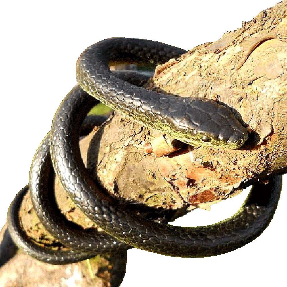 Paialco Realistic Spooky Green Toy Snake - Lifelike Rubber Halloween Prank Snake for Scare Pranks, Party Decor & Kids Play - Perfect for Halloween, April Fools' Day & Outdoor Adventures
