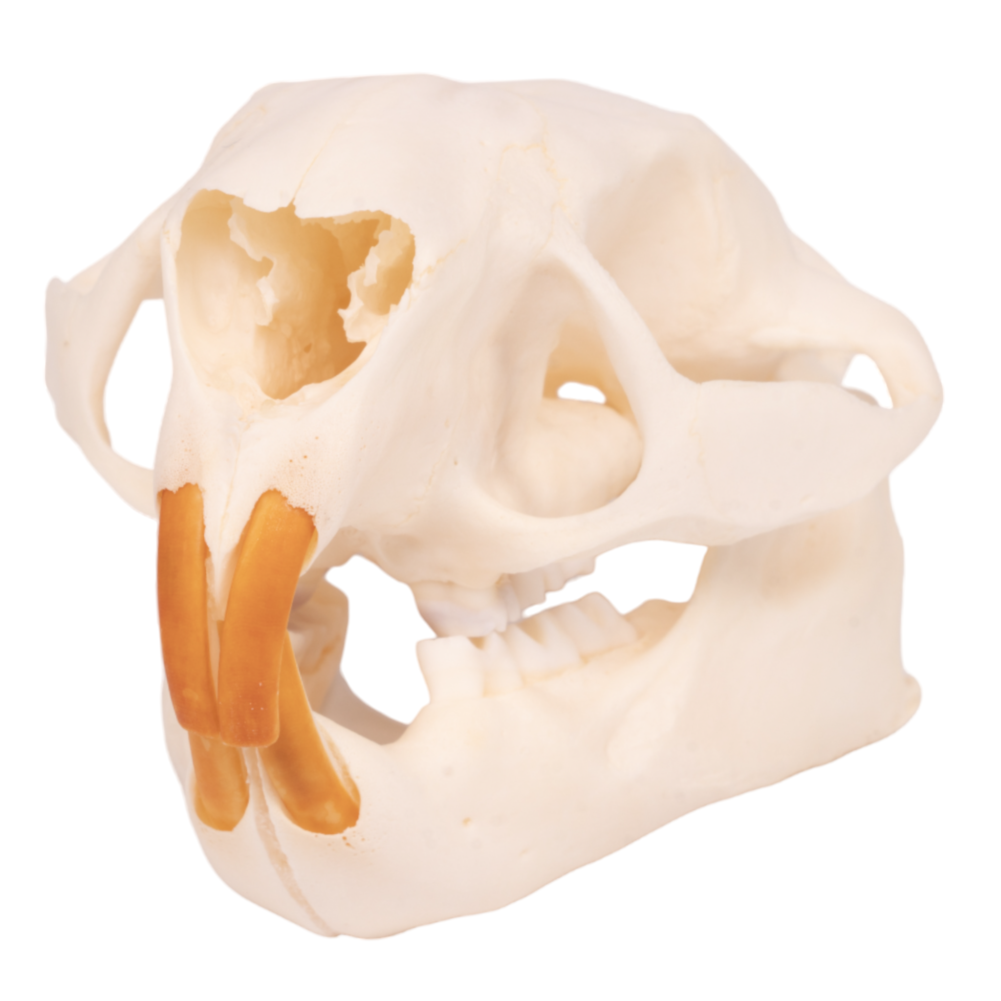 Authentic North American Porcupine Skull - Adolescent Specimen for Science Study, Taxidermy Collection & Gothic Decor | Perfect for Biology Classrooms, Oddity Cabinets & Halloween Displays