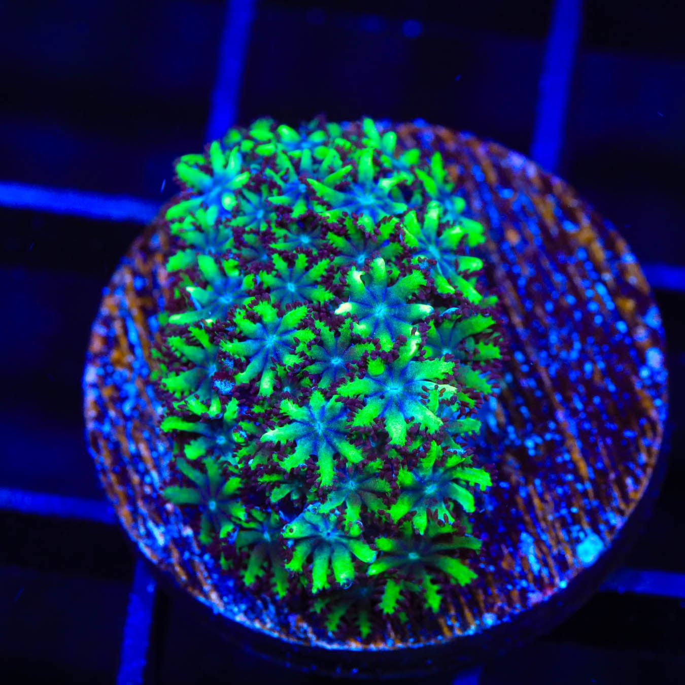 Premium Blue Green Sympodium Coral for Saltwater Aquariums – Vibrant Live Coral for Reef Tanks & Marine Aquascaping