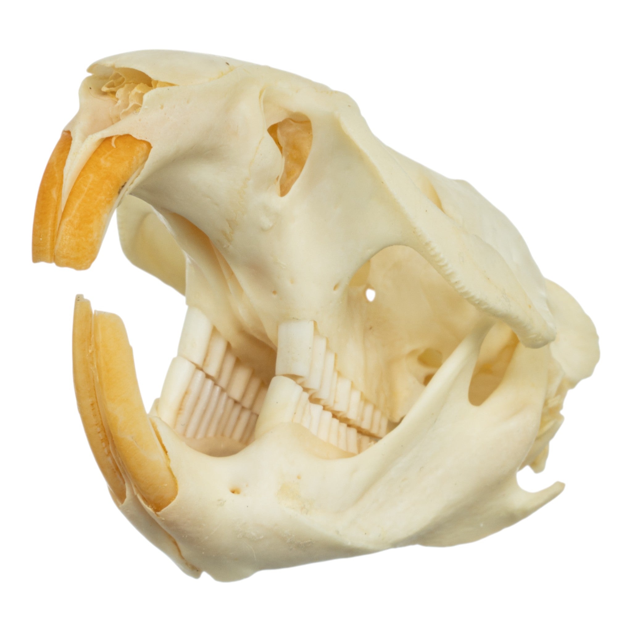 Authentic Muskrat Skull - Real Animal Skull Specimen for Taxidermy, Science Education & Oddity Collectors - Perfect for Halloween Decor, Gothic Display & Biology Studies