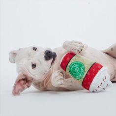 **BarkShop Hazelmutt Latte Dog Plush Toy - Soft & Durable Plush for Small & Medium Dogs - Perfect for Cuddling, Playtime & Training Rewards**