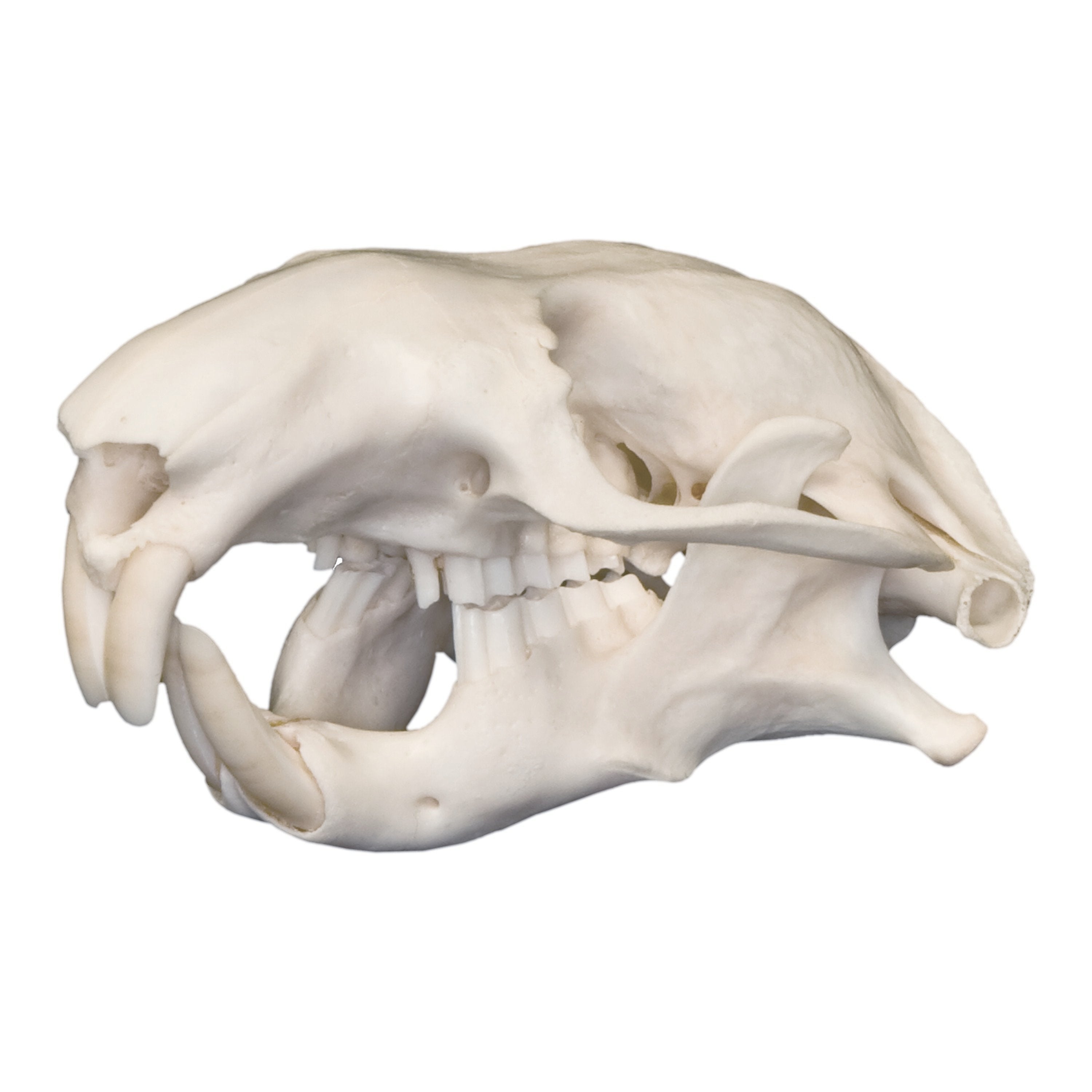 Real Mountain Beaver Skull - Authentic Taxidermy Specimen for Collectors & Decor | Perfect for Gothic Home Decor, Cabinets of Curiosities & Educational Displays