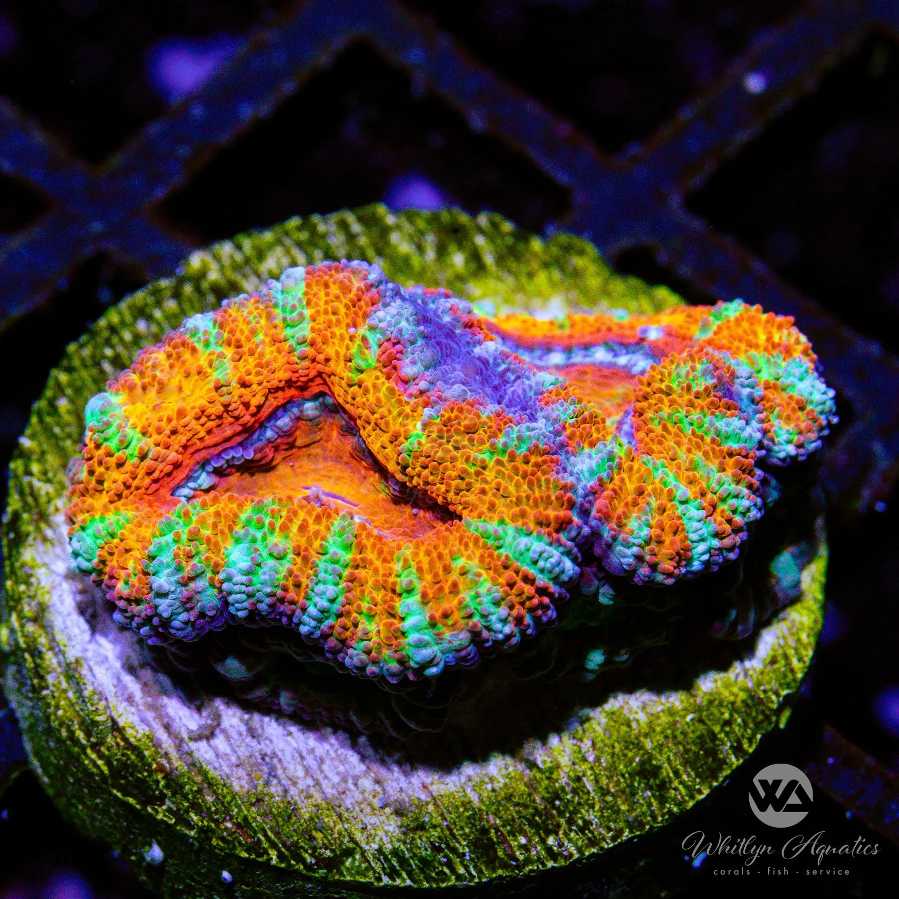 A45 WA Raichu Acan WYSIWYG Coral Frag - Premium Live Coral for Saltwater Aquariums | Perfect for Reef Tanks, Coral Propagation & Aquatic Displays