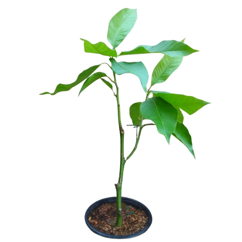 Fainasiya - Michelia Alba / Magnolia Champaca Live Plant - Fragrant White Flowering Tree for Garden, Landscaping & Indoor Decor