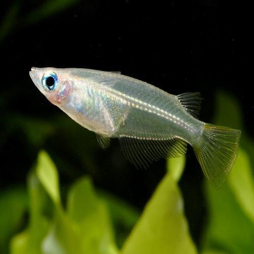 Premium Javanese Ricefish for Aquariums - Live Tropical Fish for Freshwater Tanks, Nano Fish Tanks & Aquatic Plant Setups