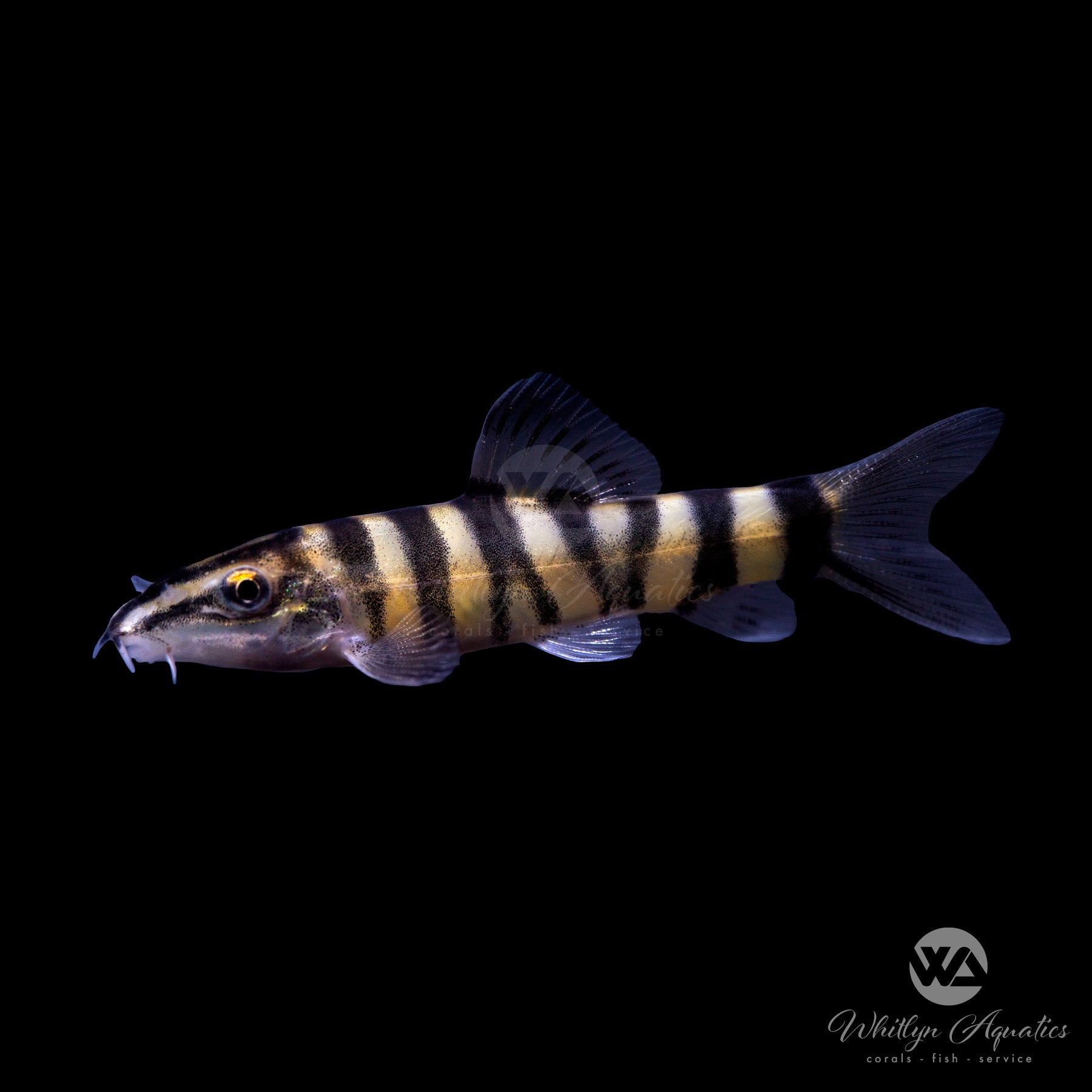 Kansu Loach (Sinibotia robusta) - Freshwater Aquarium Fish for Tanks & Ponds | Perfect for Community Aquariums & Asian Biotope Setups