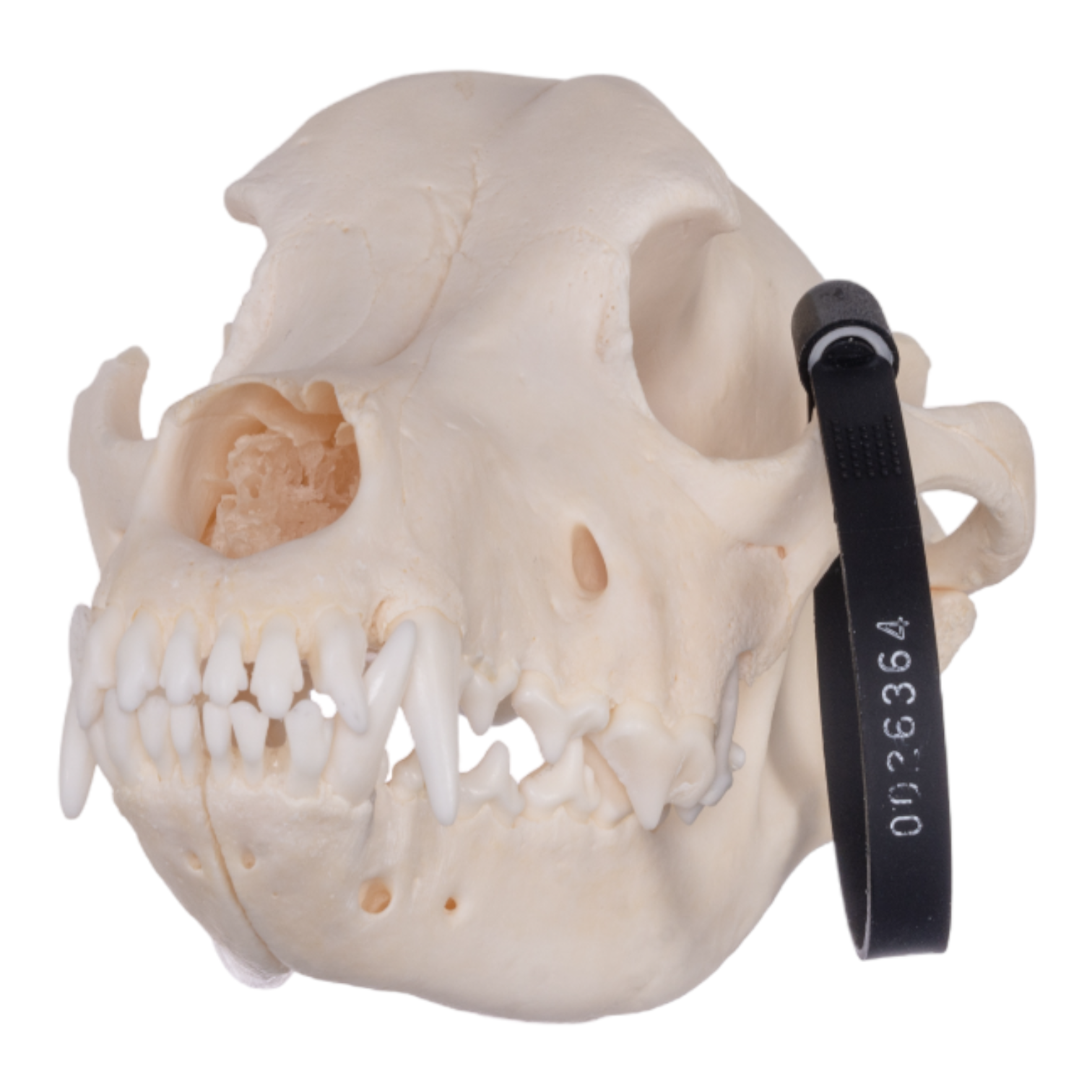 Authentic Husky Dog Skull - Real Domestic Canine Skull for Taxidermy, Veterinary Study, and Halloween Decor - Perfect for Educational Displays and Spooky Home Decor