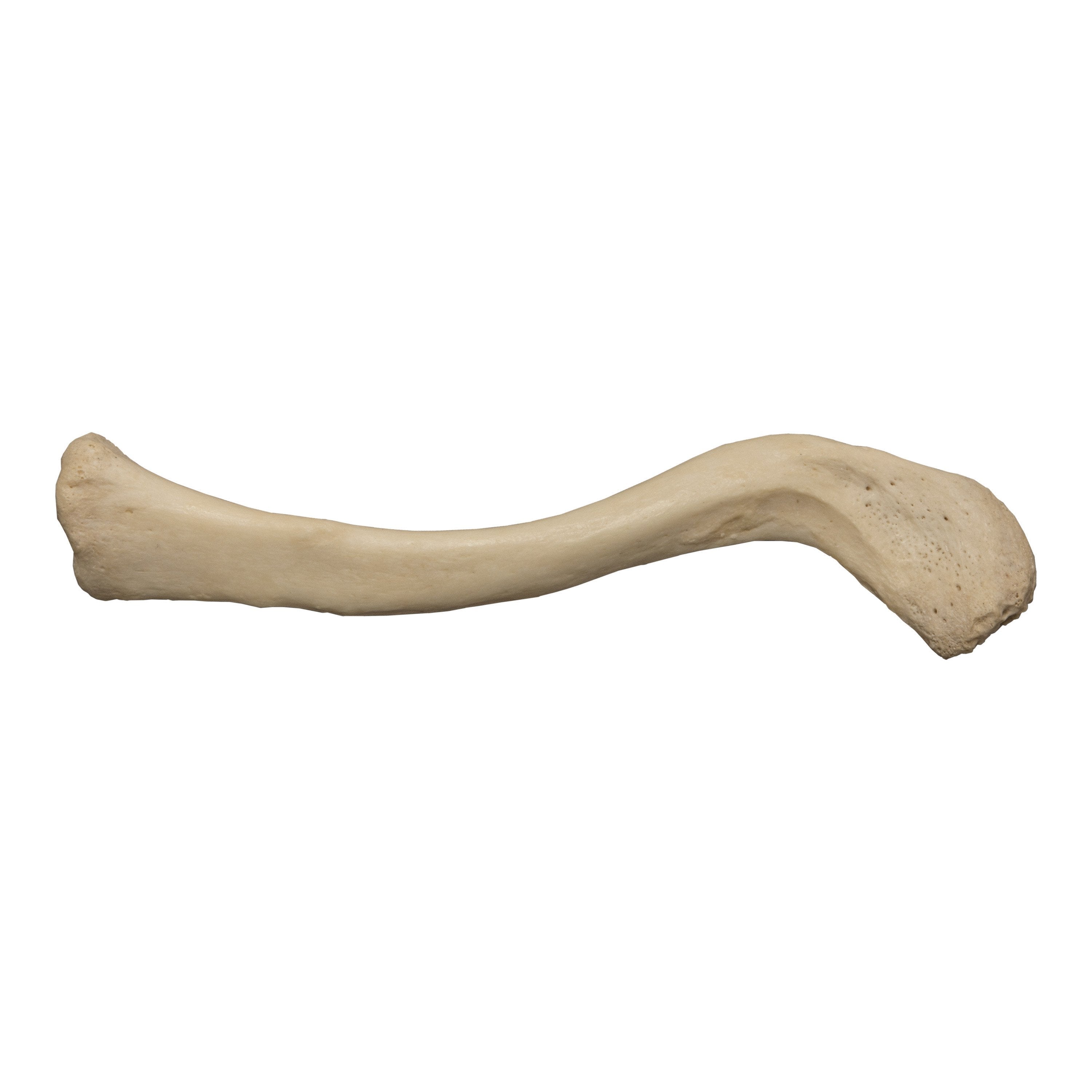 Real Human Clavicle Bone - Authentic Medical Specimen for Anatomy Study, Medical Education & Science Research - Perfect for Doctors, Students & Collectors