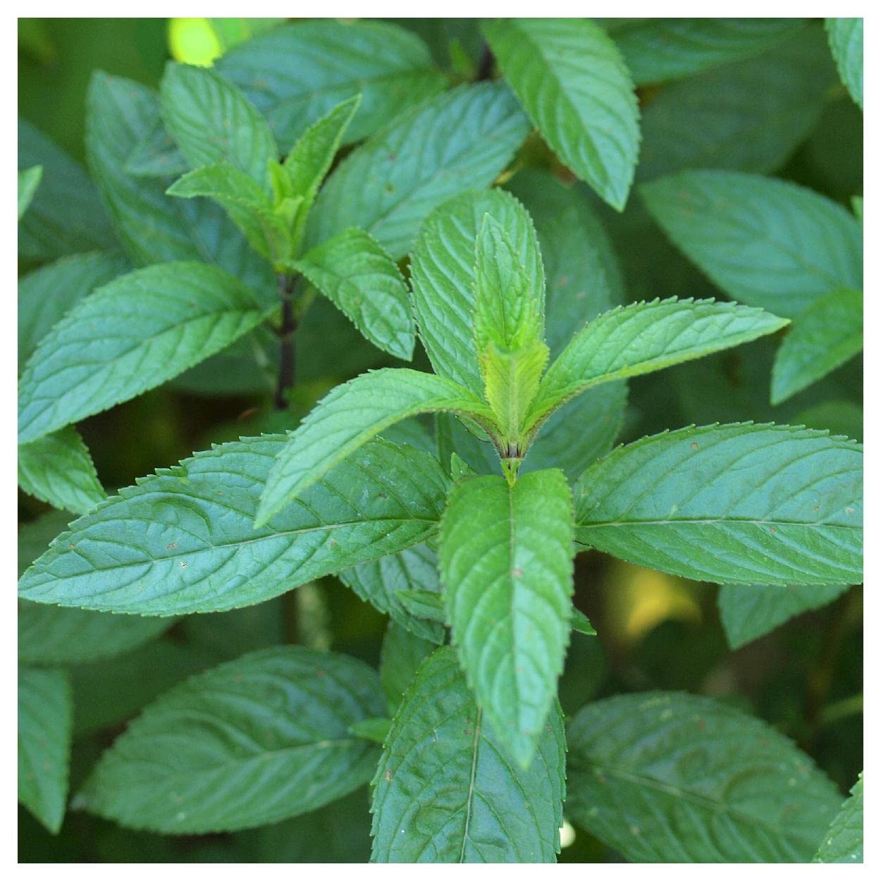 Everwilde Farms - 1 Oz Premium Peppermint Herb Seeds for Planting - Non-GMO, Heirloom, Gold Vault Packaging - Perfect for Home Gardens, Tea Making & Aromatherapy