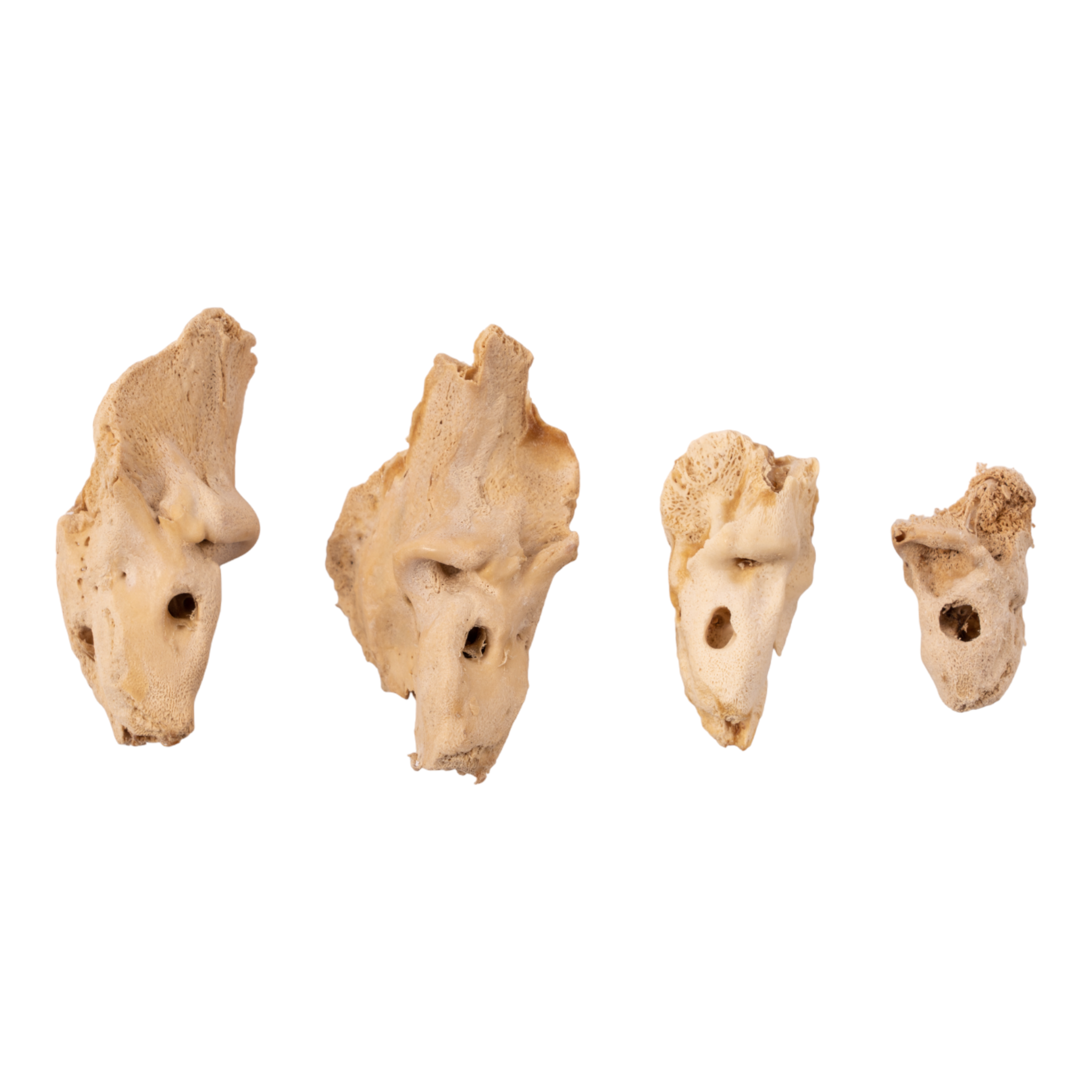 Premium Human Fetal Petrous Bone Specimen for Medical Research - Ideal for Anatomical Studies, Forensic Analysis, and Biological Research