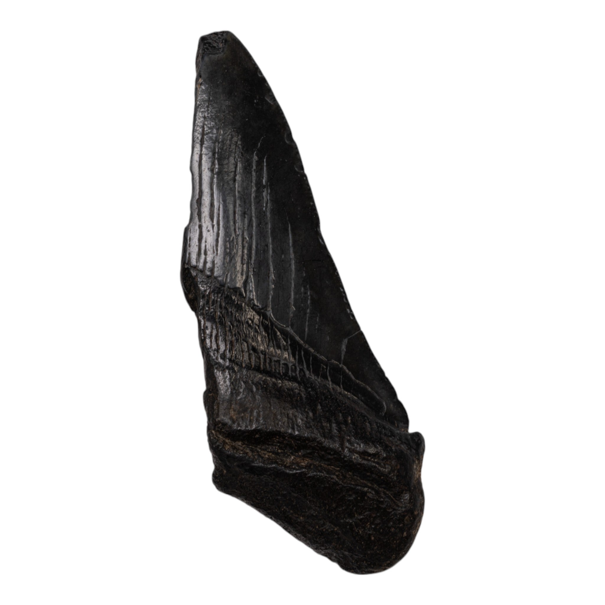 Authentic Megalodon Tooth Fossil - Half Size - Perfect for Collectors, Jewelry Making & Educational Displays