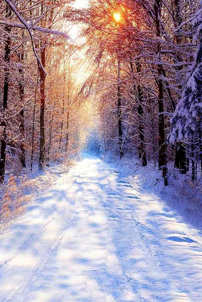 GladsBuy 8x12ft Snow Woods Photography Backdrop - Winter Theme for Studio Shoots