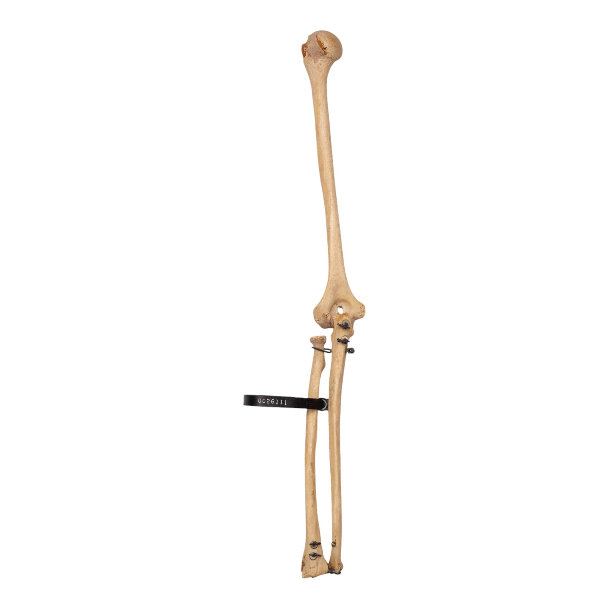 Realistic Human Left Arm Model - Articulated & Partial for Medical Training, Anatomy Study & Art Reference