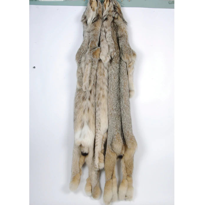 Lynx Complete with Feet & Claws - Realistic Taxidermy Mount for Home Decor, Hunting Lodge, or Wildlife Display