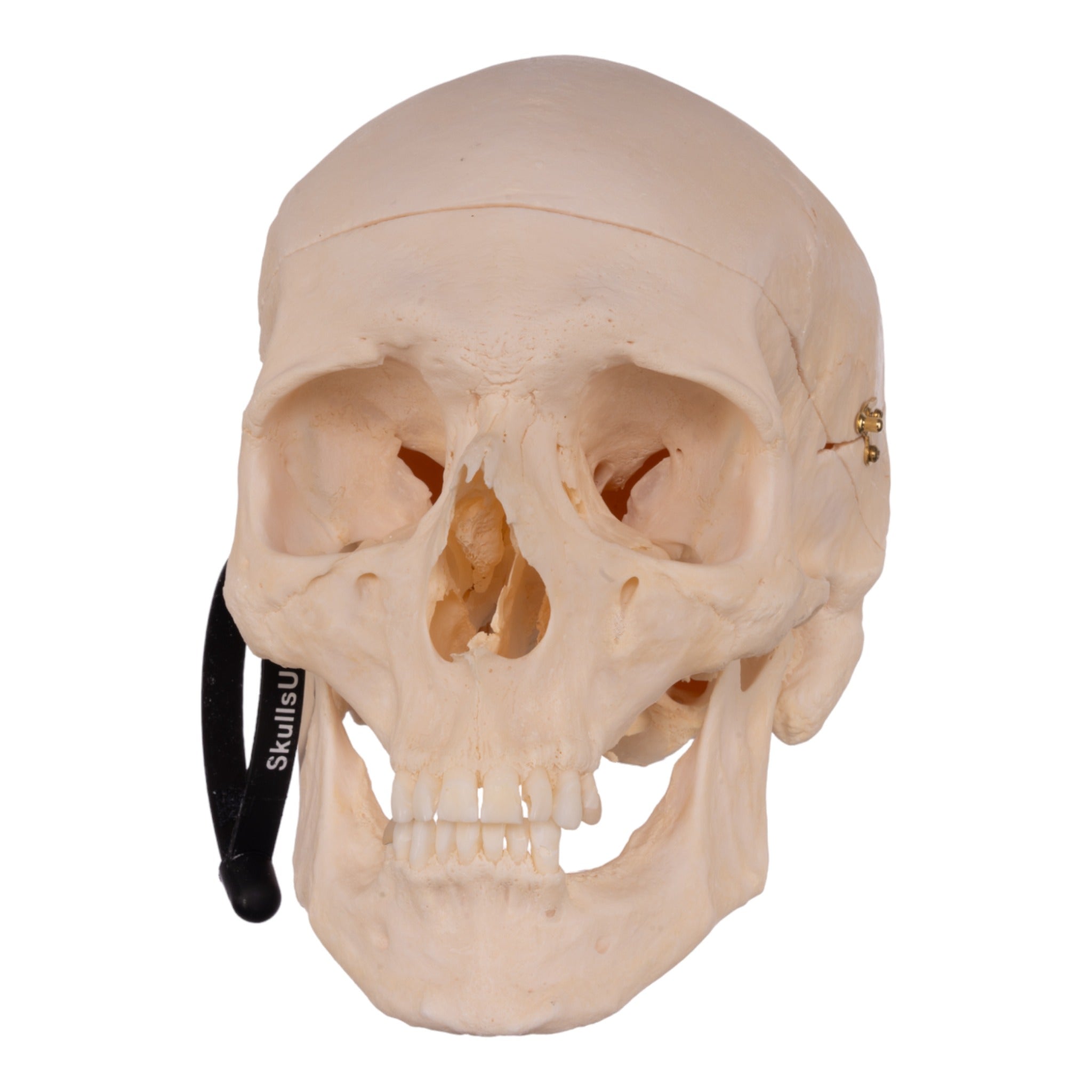 Premium Anatomical Human Skull Model - Accurate Medical & Educational Replica for Doctors, Students & Halloween Decor | Perfect for Classroom, Lab Study & Spooky Party Decorations