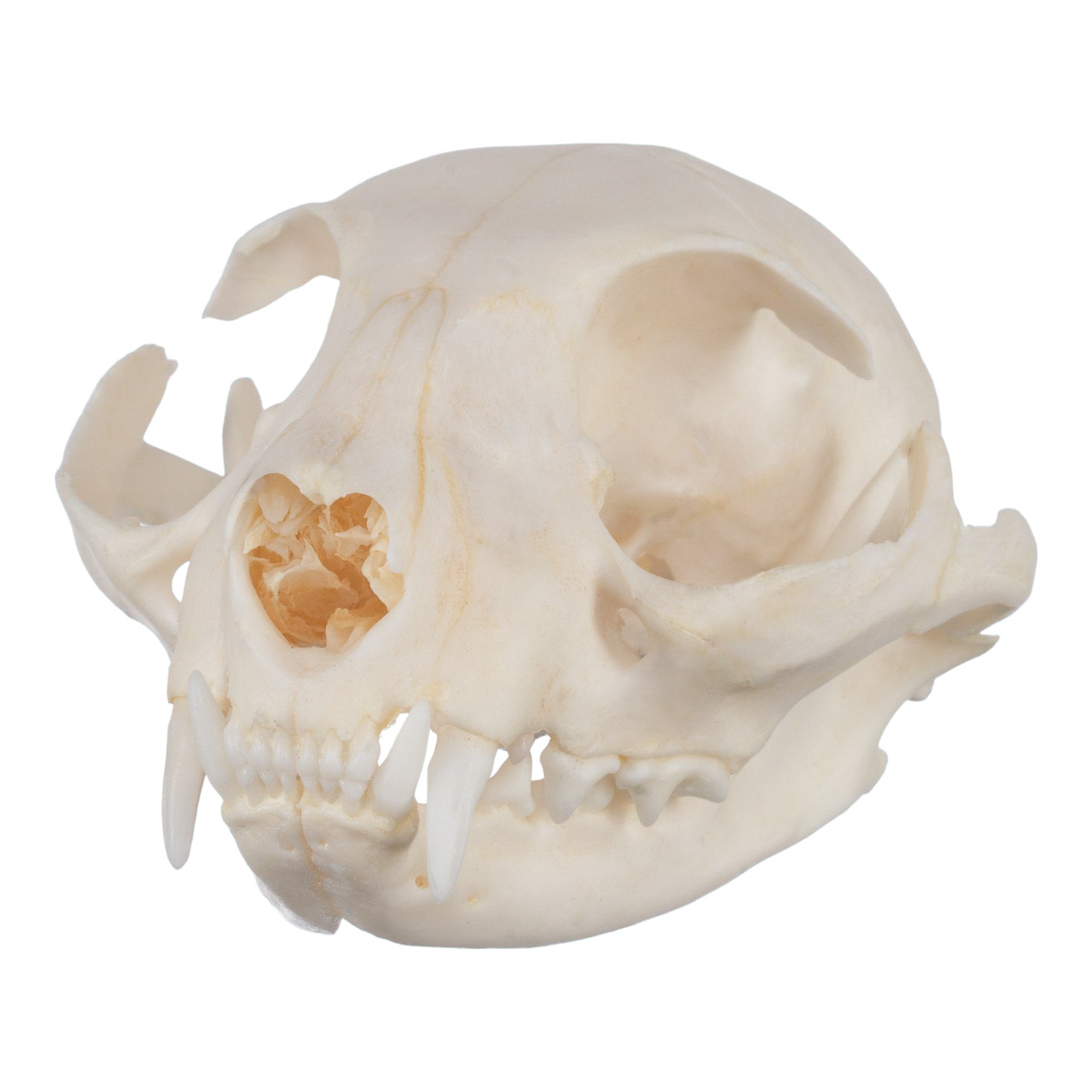 Authentic Domestic Cat Skull Specimen - Taxidermy Oddity & Gothic Decor - Perfect for Halloween, Dark Academia, and Natural History Displays