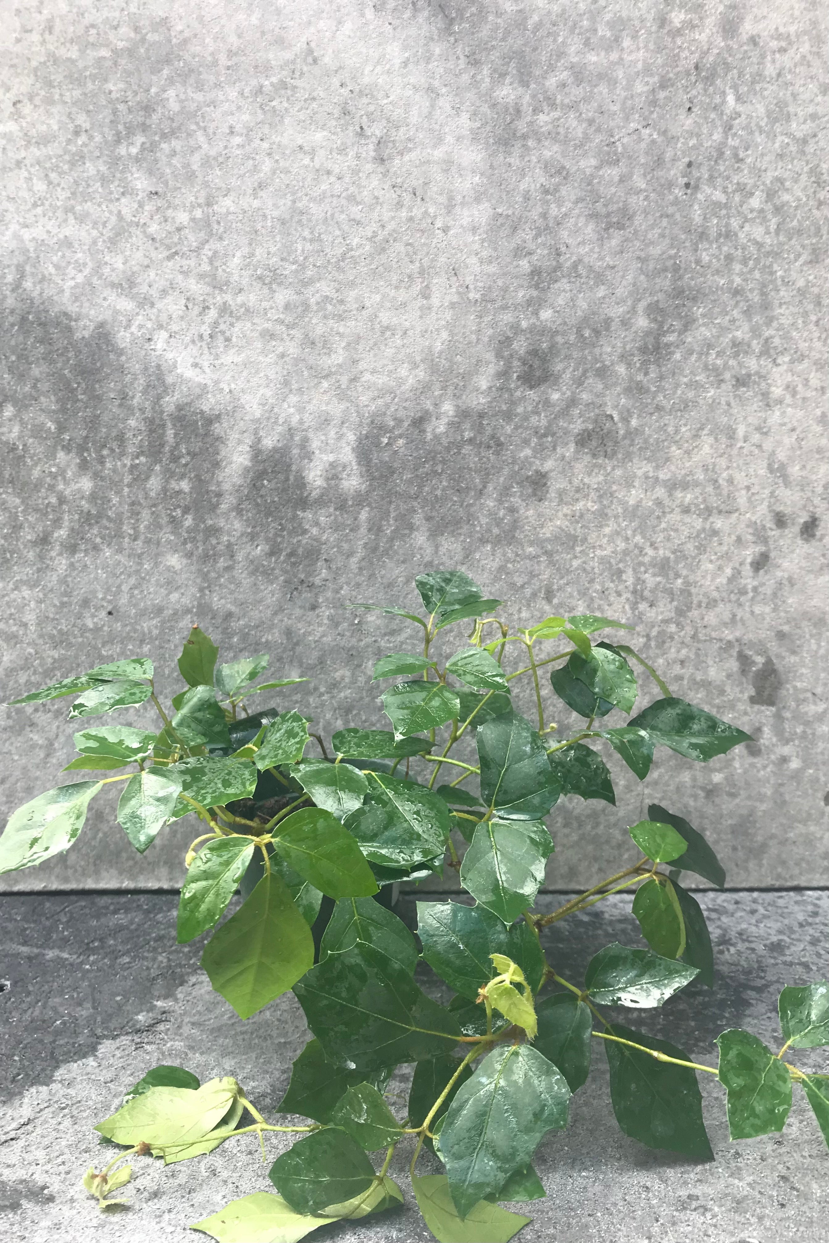 Cissus Rhombifolia Grape Ivy Plant - 4