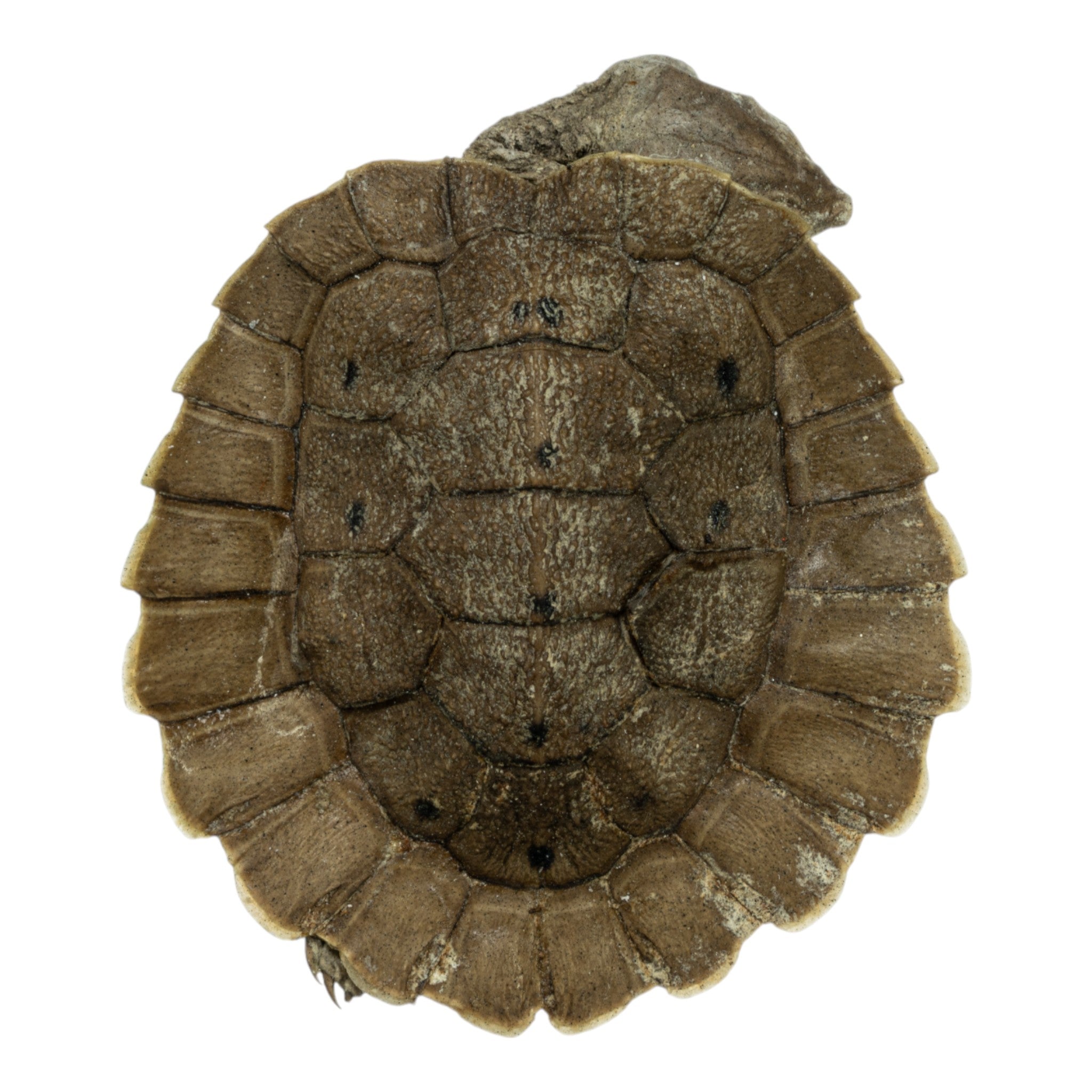 Real Preserved Australian Snapping Turtle Specimen - Authentic Taxidermy for Science Education & Home Decor - Perfect for Biology Classrooms, Nature Collections & Gothic Decor