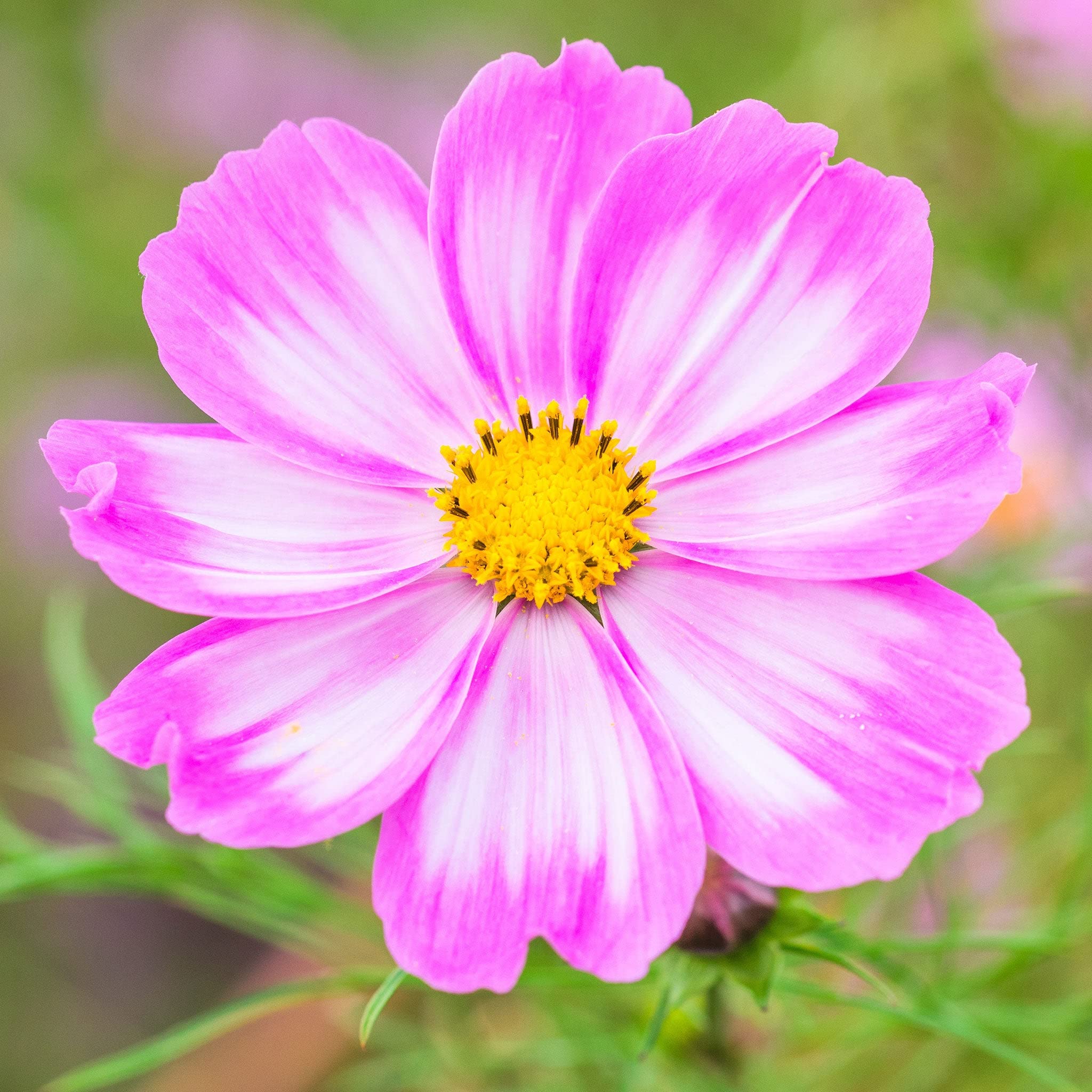 Candystripe Cosmos Seeds - 1 Pound | White & Pink Flower Seeds for Garden Planting, Open Pollinated, Attracts Bees, Butterflies & Hummingbirds | Easy to Grow Pollinator-Friendly Flowers for Backyard, Borders & Cut Flower Arrangements