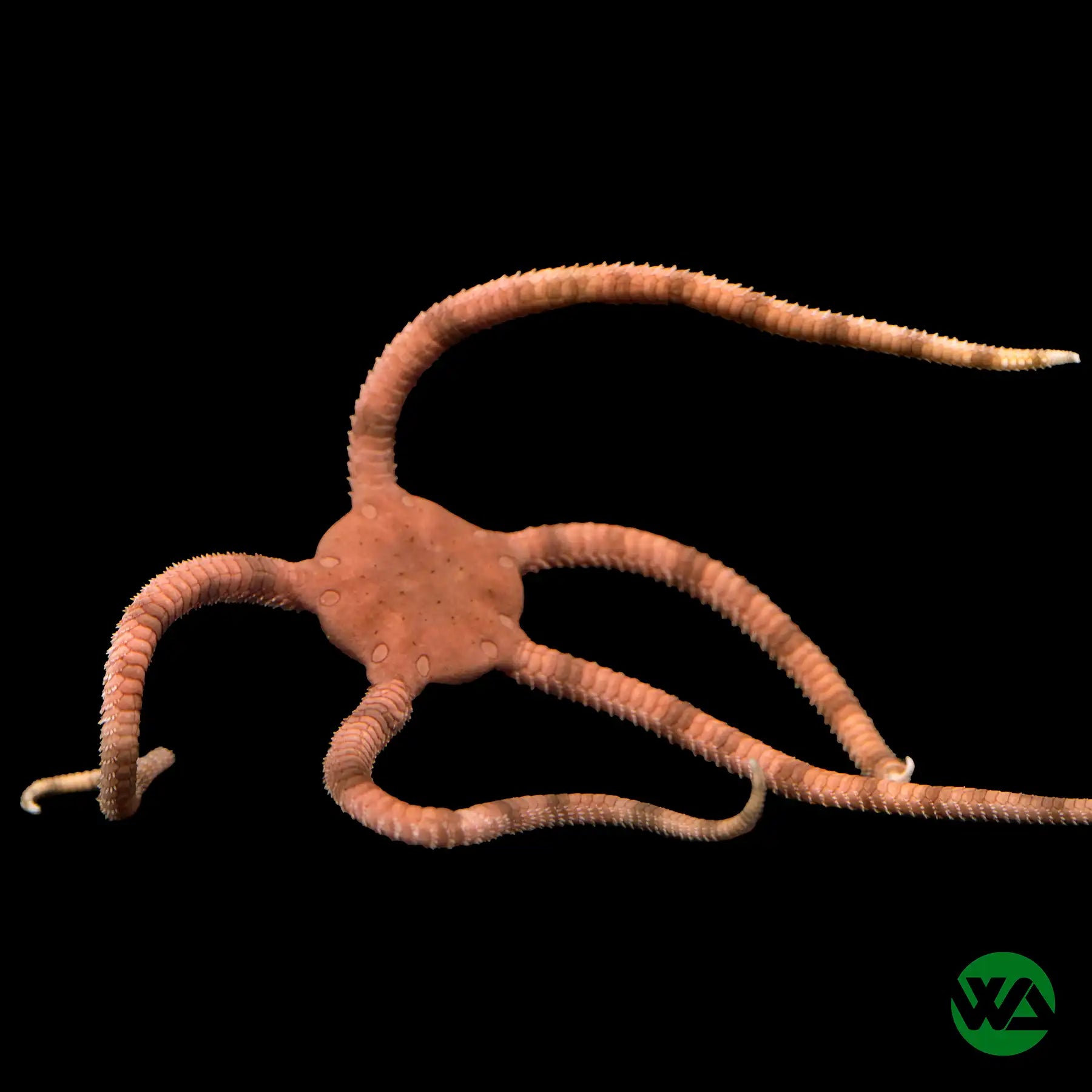 Serpent Starfish (Ophioderma sp.) - Unique Marine Aquarium Decoration for Saltwater Tanks & Ocean-Themed Home Decor