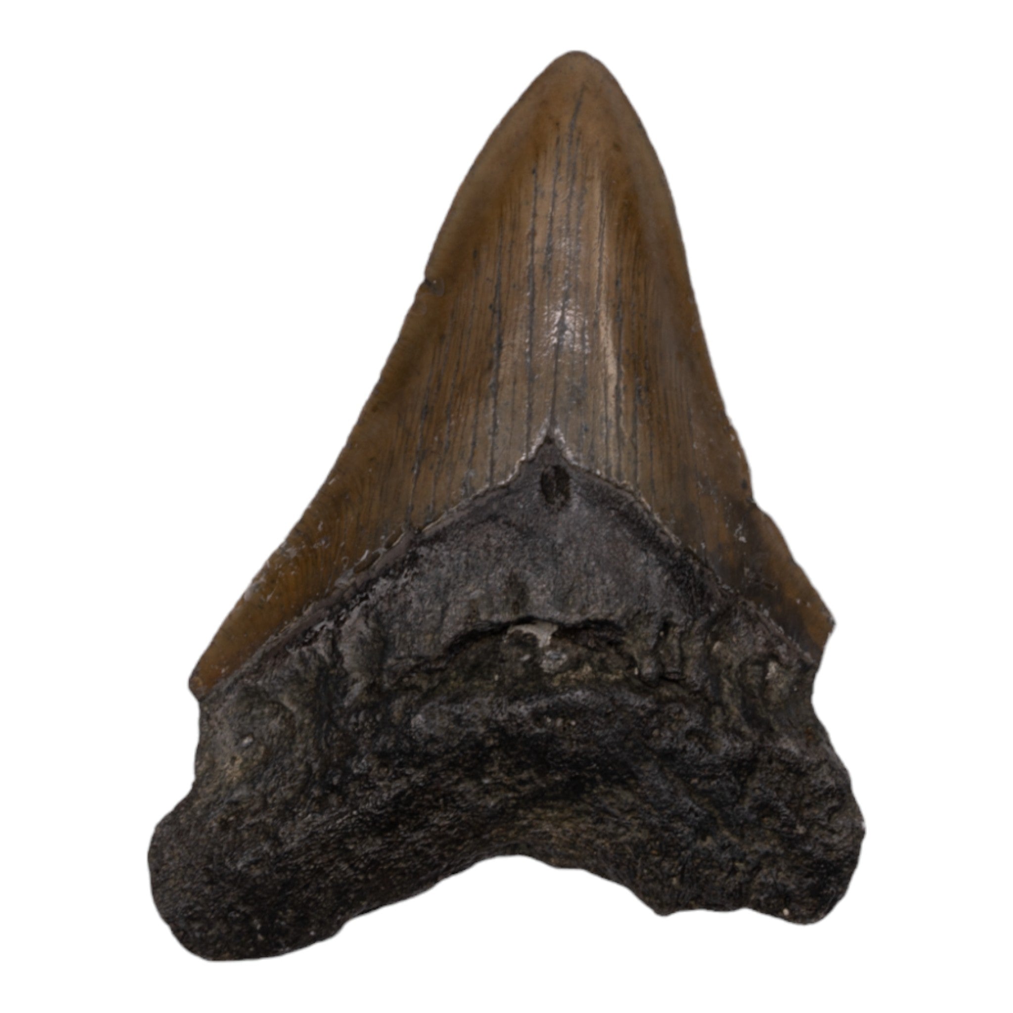 Genuine Megalodon Tooth Fossil - Authentic Shark Tooth Collectible for Display & Education - Perfect for Home Decor, Classroom, and Paleontology Enthusiasts